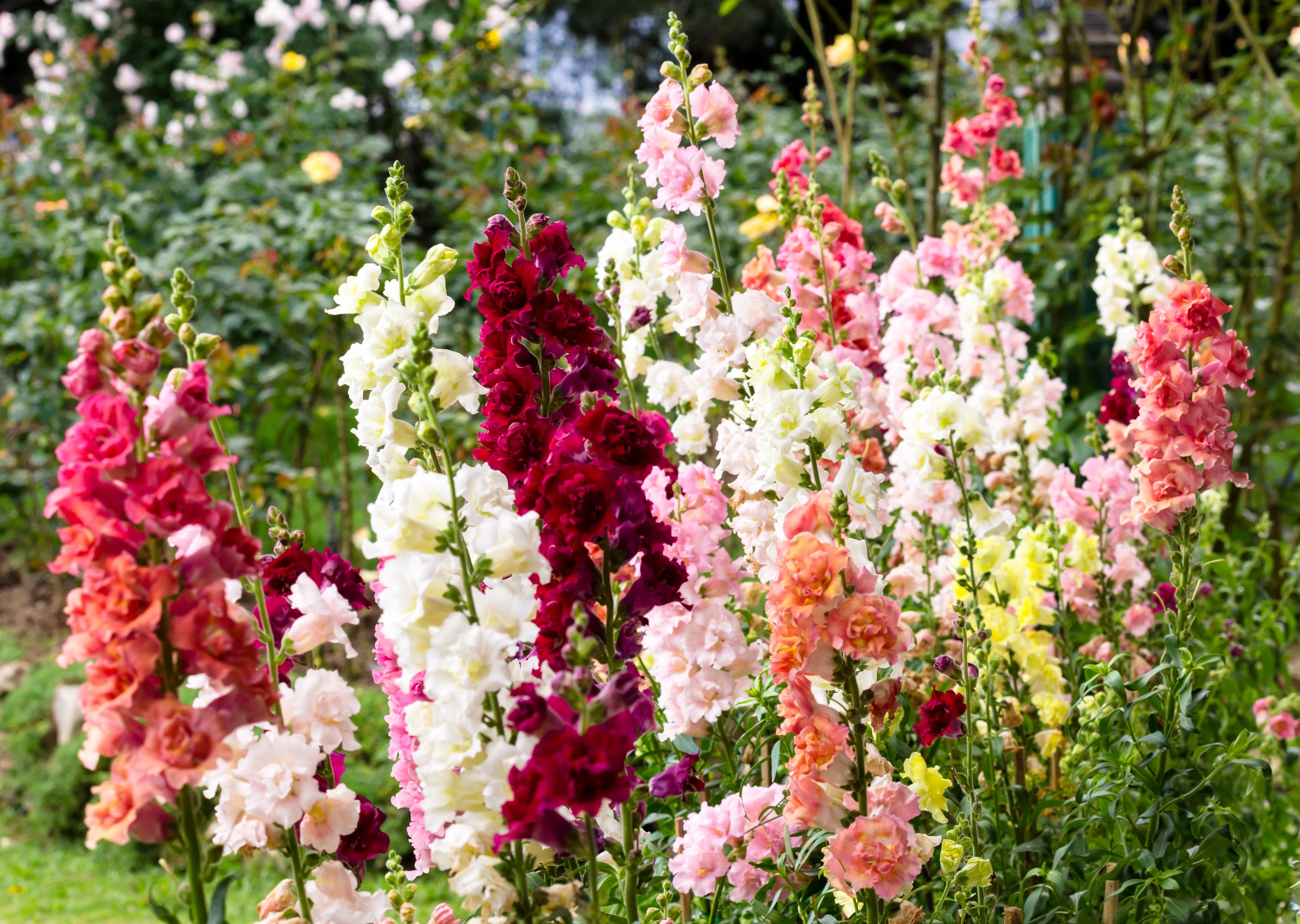 25 Double MADAME BUTTERFLY SNAPDRAGON Mixed Colors Antirrhinum Majus Flower Seeds - Image 3