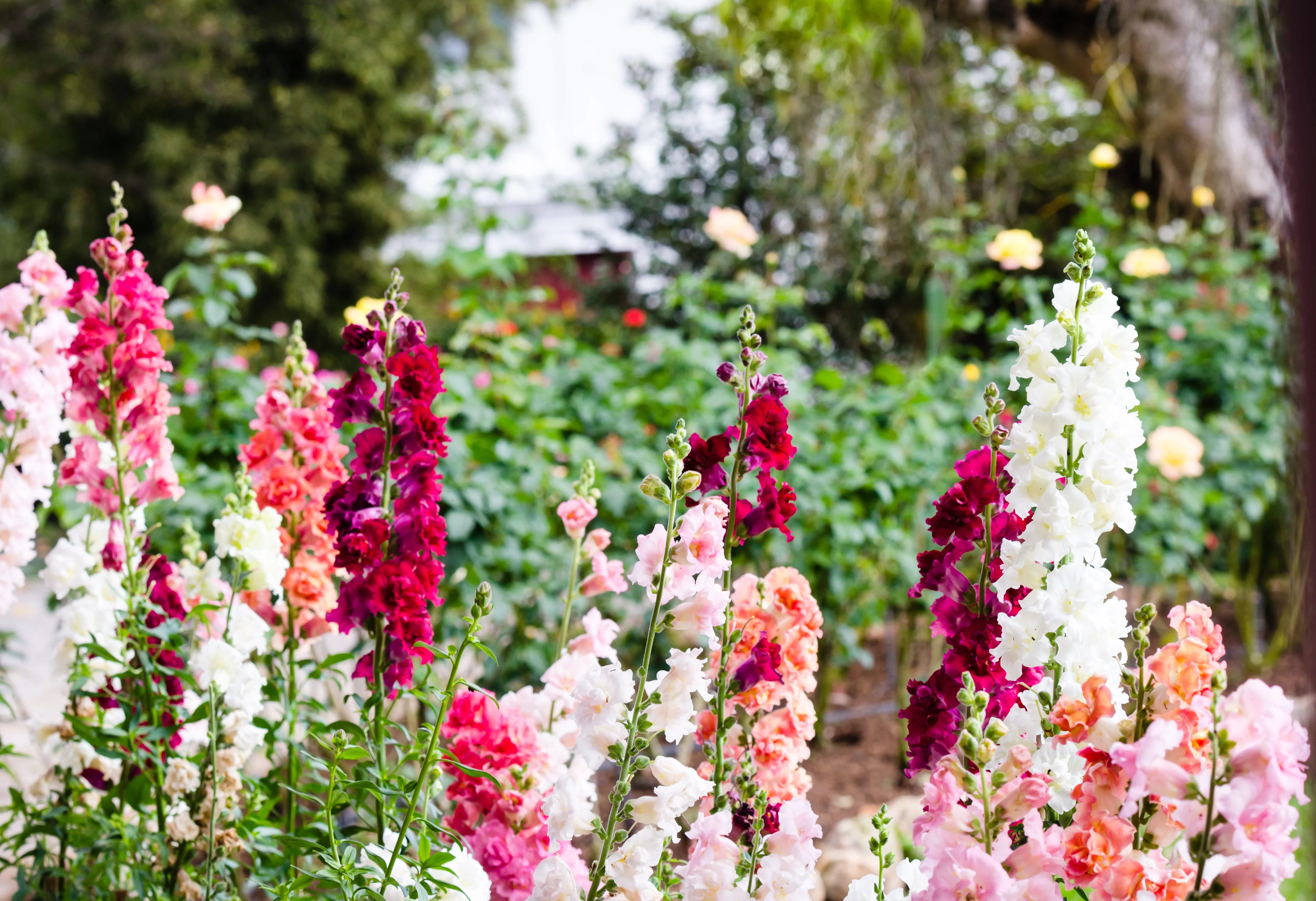 25 Double MADAME BUTTERFLY SNAPDRAGON Mixed Colors Antirrhinum Majus Flower Seeds - Image 6