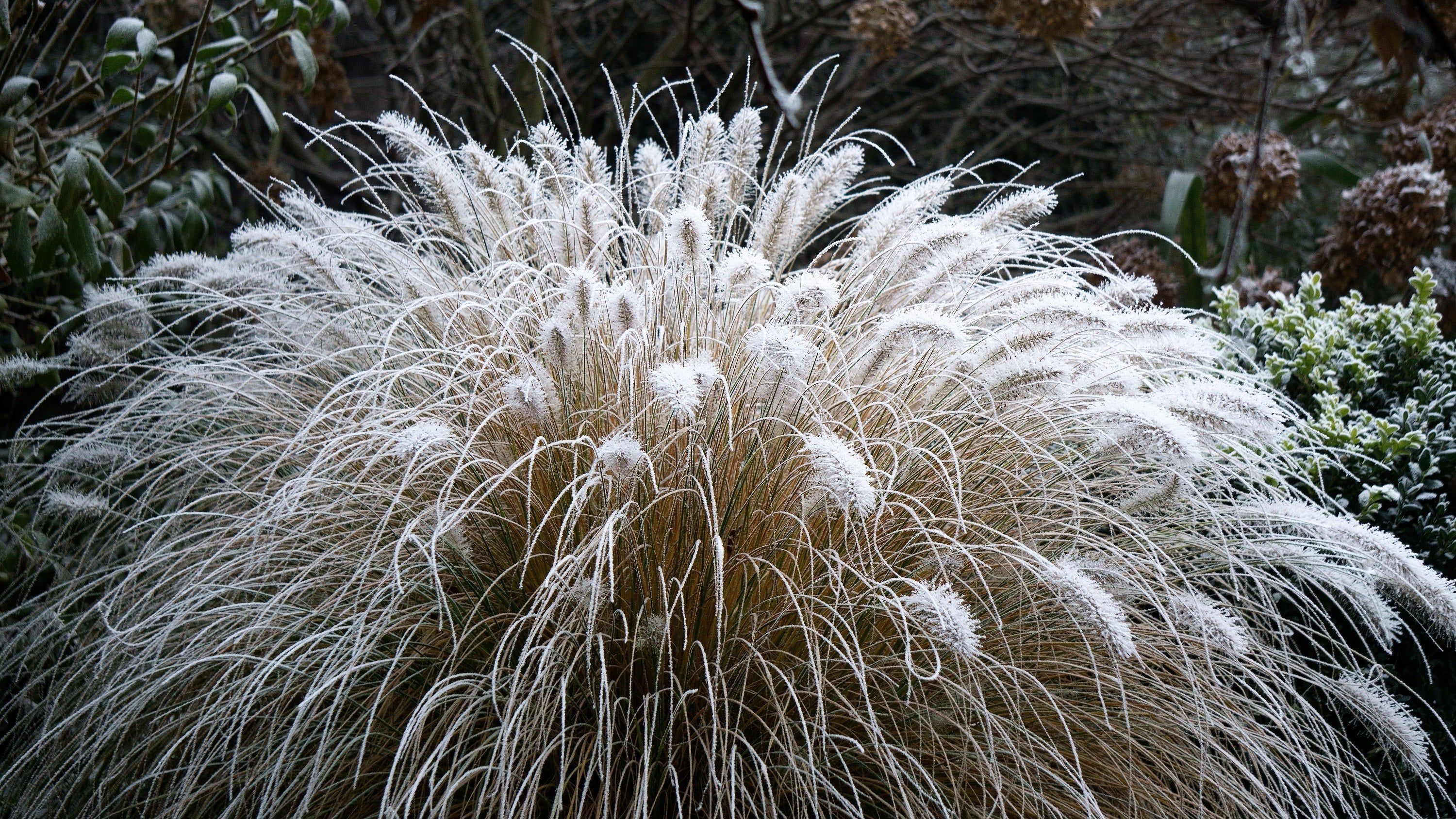 25 DWARF FOUNTAIN GRASS Pennisetum Alopecuroides Hardy Ornamental White Plume Seeds - Image 13