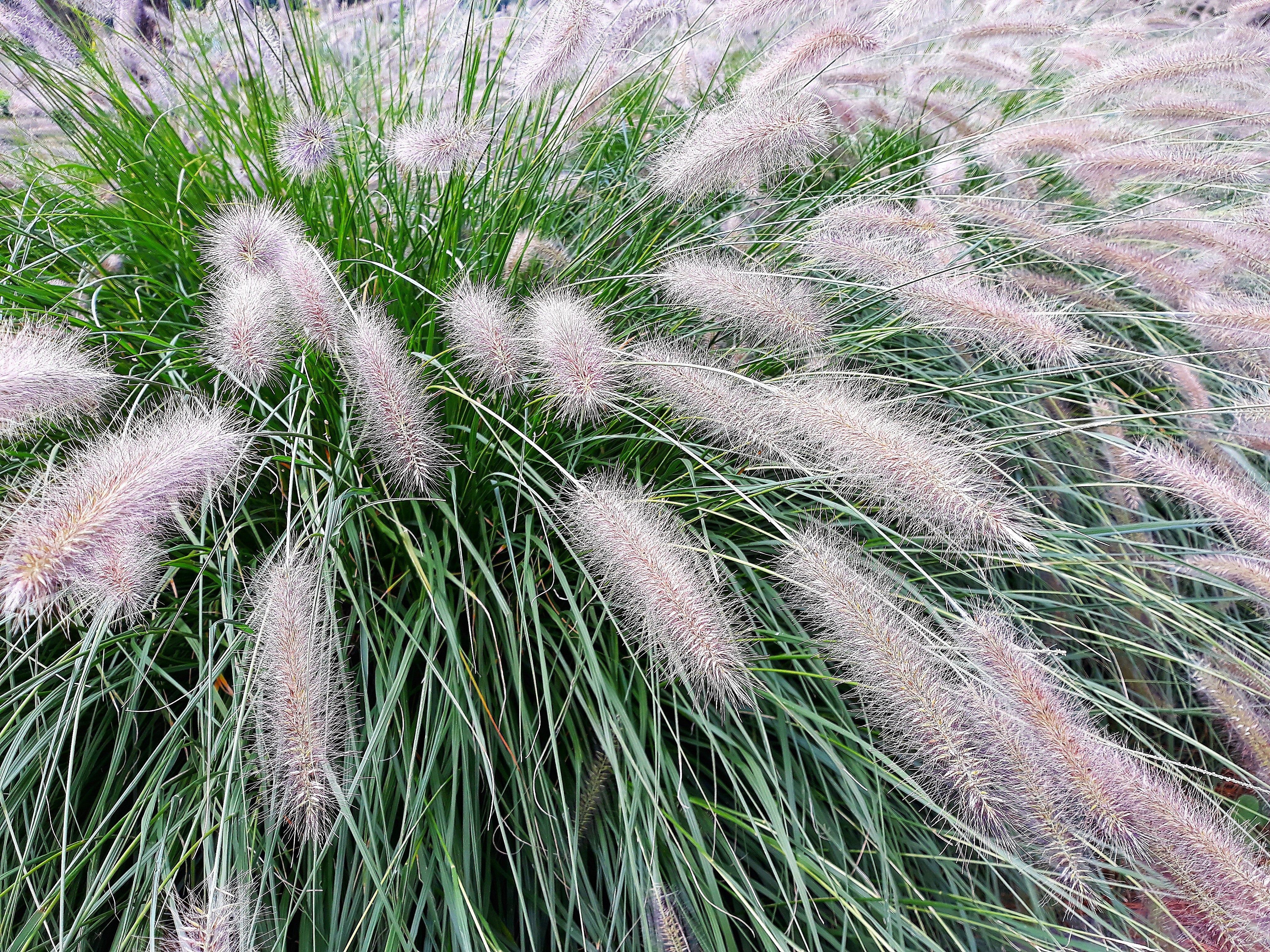 25 DWARF FOUNTAIN GRASS Pennisetum Alopecuroides Hardy Ornamental White Plume Seeds - Image 5