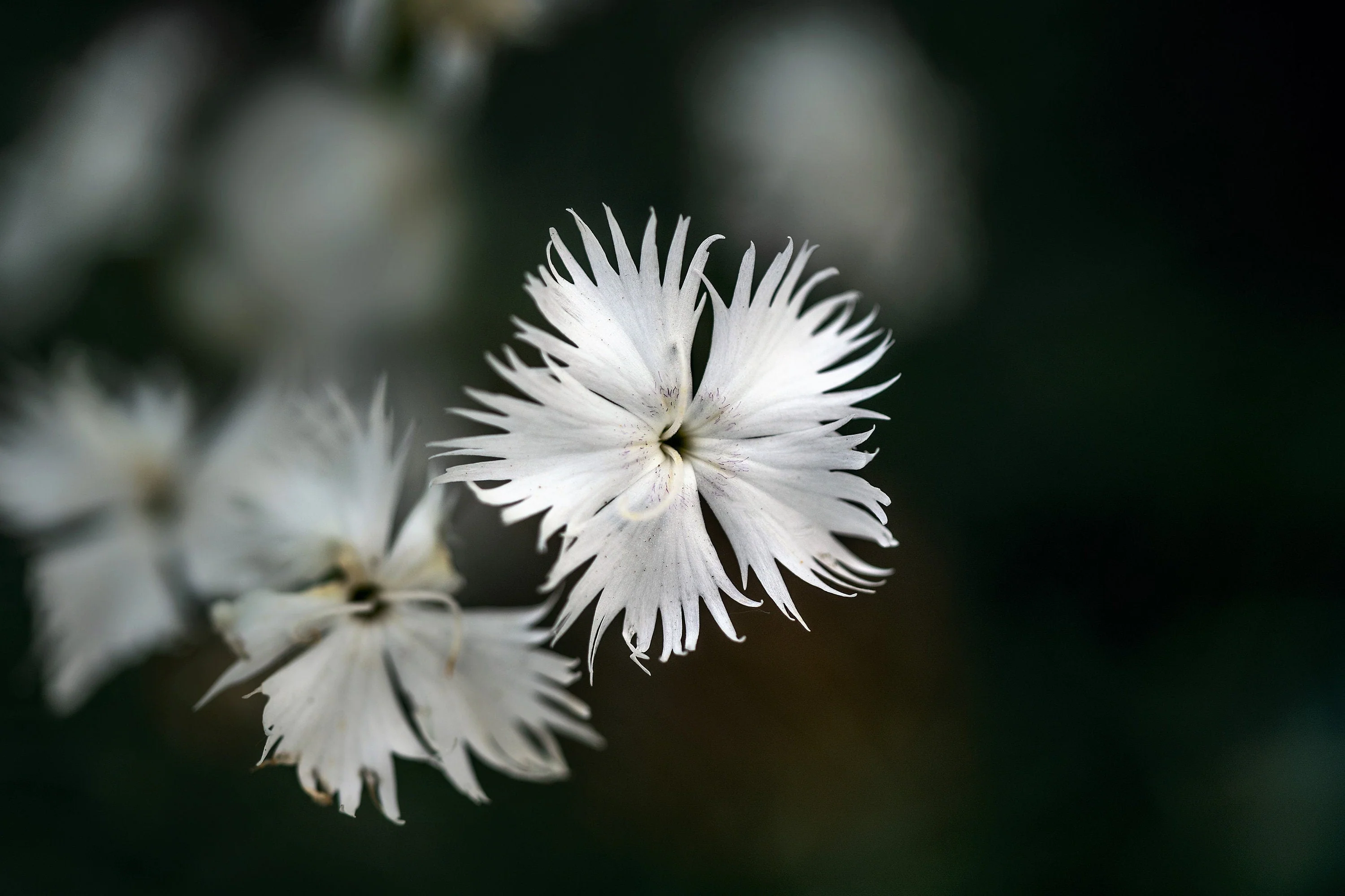 25 Dwarf LITTLE MAIDEN DIANTHUS Arenarius f. Nanus Fragrant White Flower Seeds - Image 5