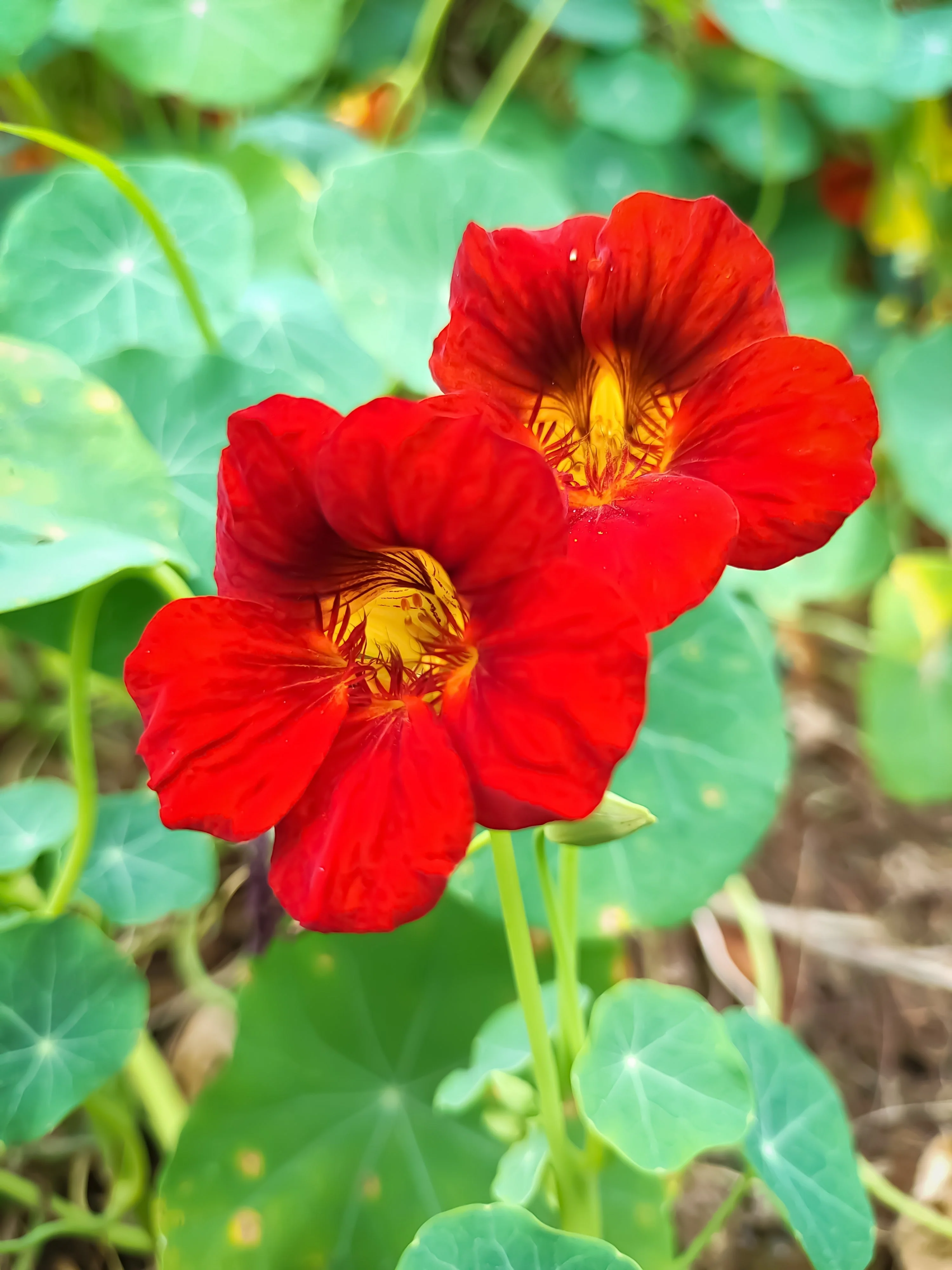 25 Dwarf RED EMPRESS NASTURTIUM Tropaeolum Nanum Hummingbird Flower Seeds - Image 6