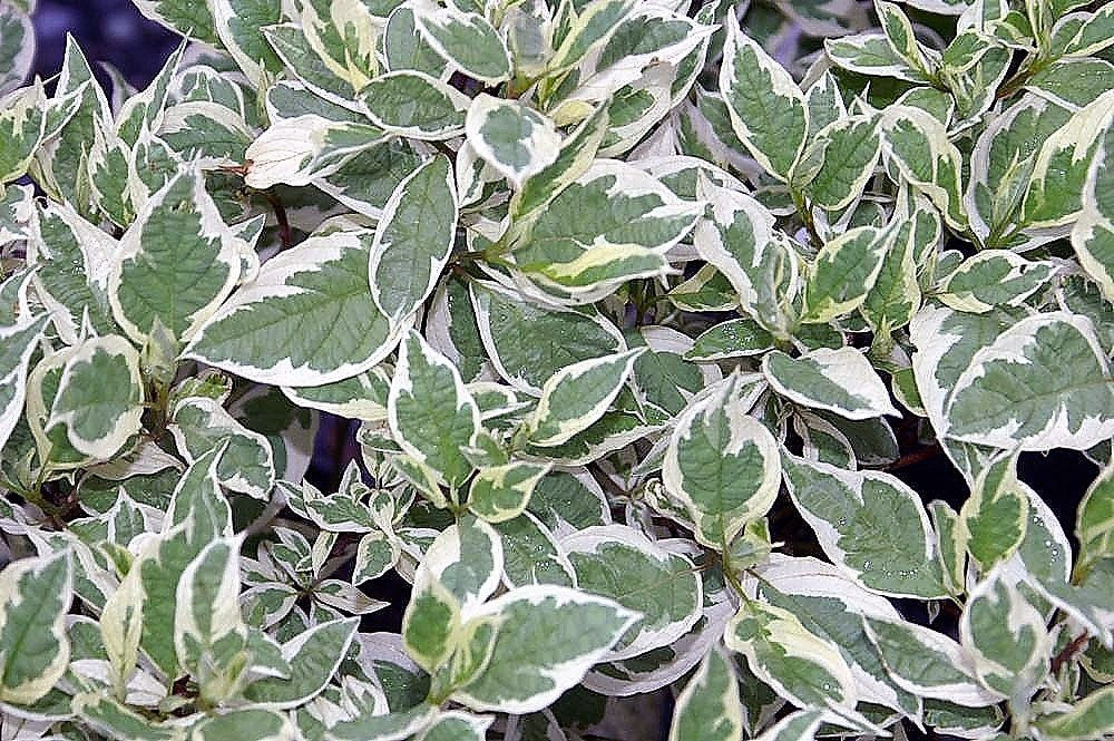 25 FIRE and ICE DOGWOOD Cornus Alba Shrub Tree Variegated Red Bark White Berry & Flower Seeds - Image 3