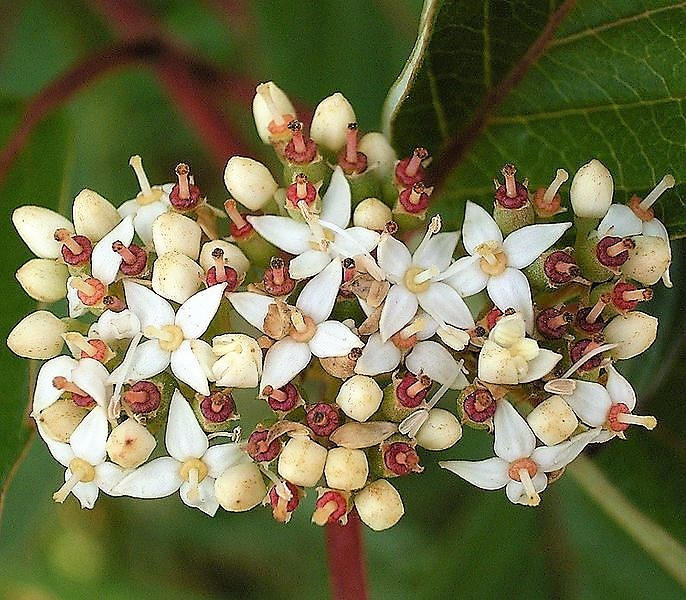25 FIRE and ICE DOGWOOD Cornus Alba Shrub Tree Variegated Red Bark White Berry & Flower Seeds - Image 4