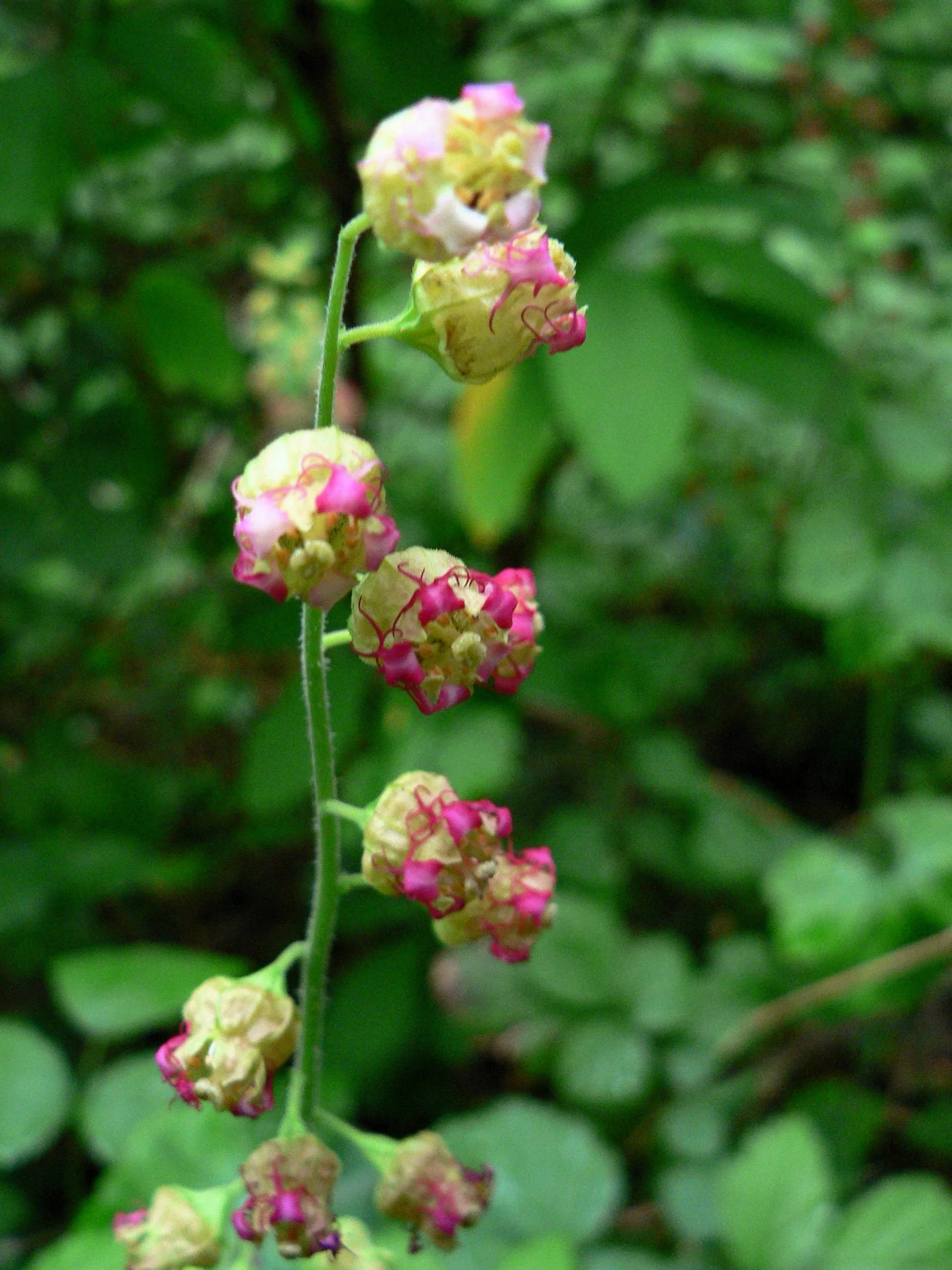 25 FRINGECUP Tellima Grandiflora Odorata Bigflower Fringe Cup Pink Flower Seeds - Image 2