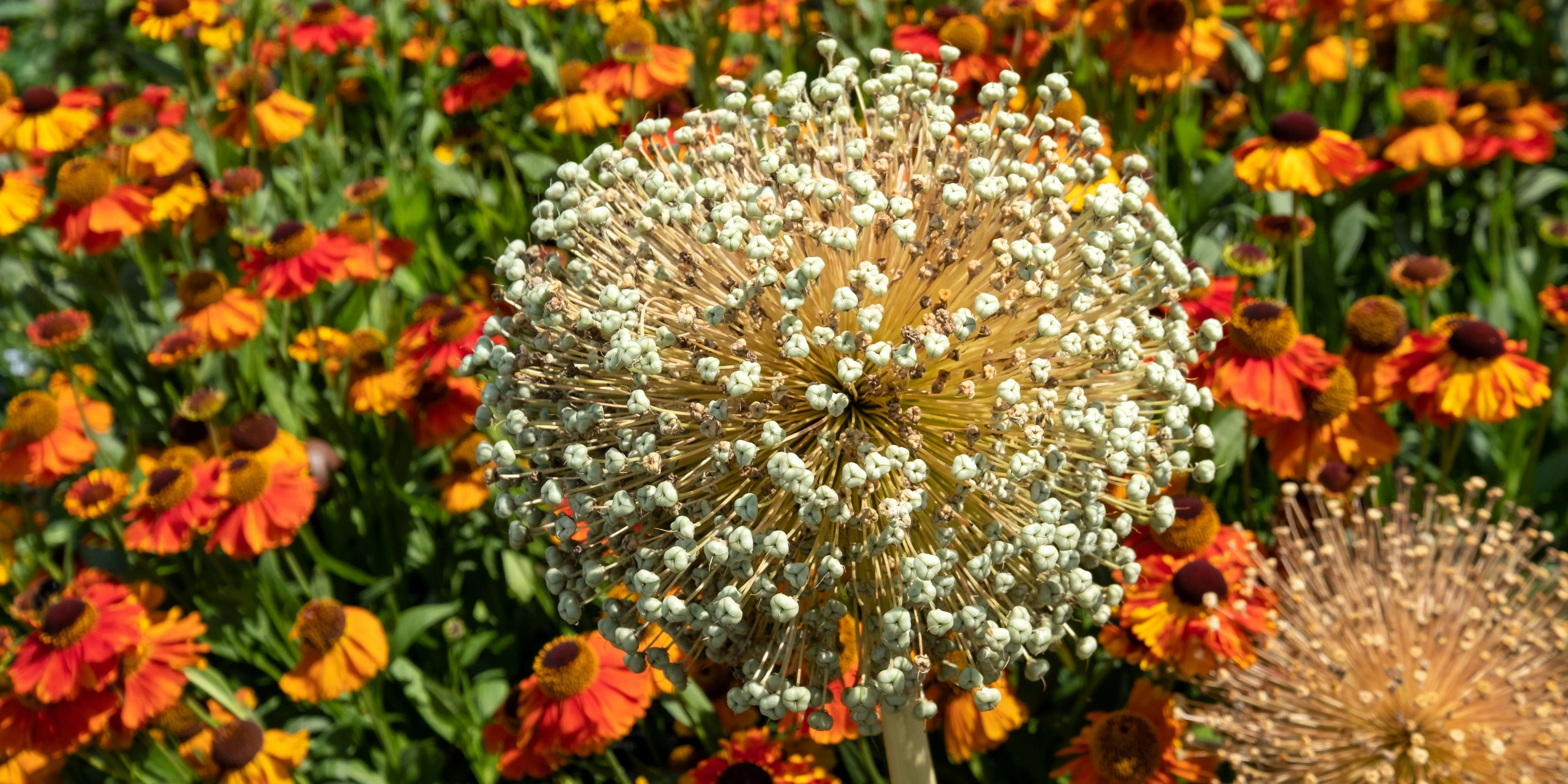 25 GIANT ALLIUM Allium Giganteum Purple Globe Flower Seeds - Image 14