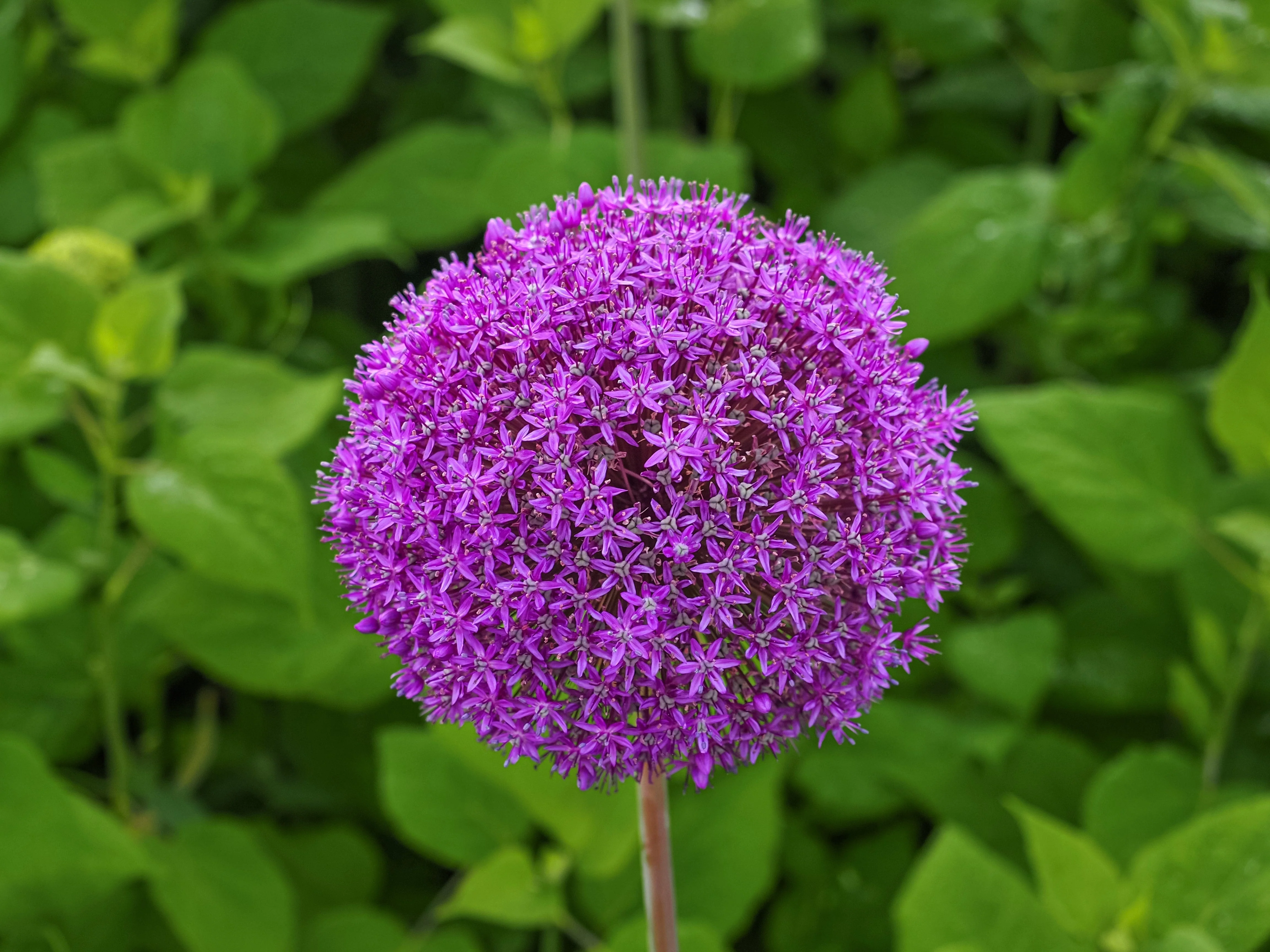 25 GIANT ALLIUM Allium Giganteum Purple Globe Flower Seeds - Image 4