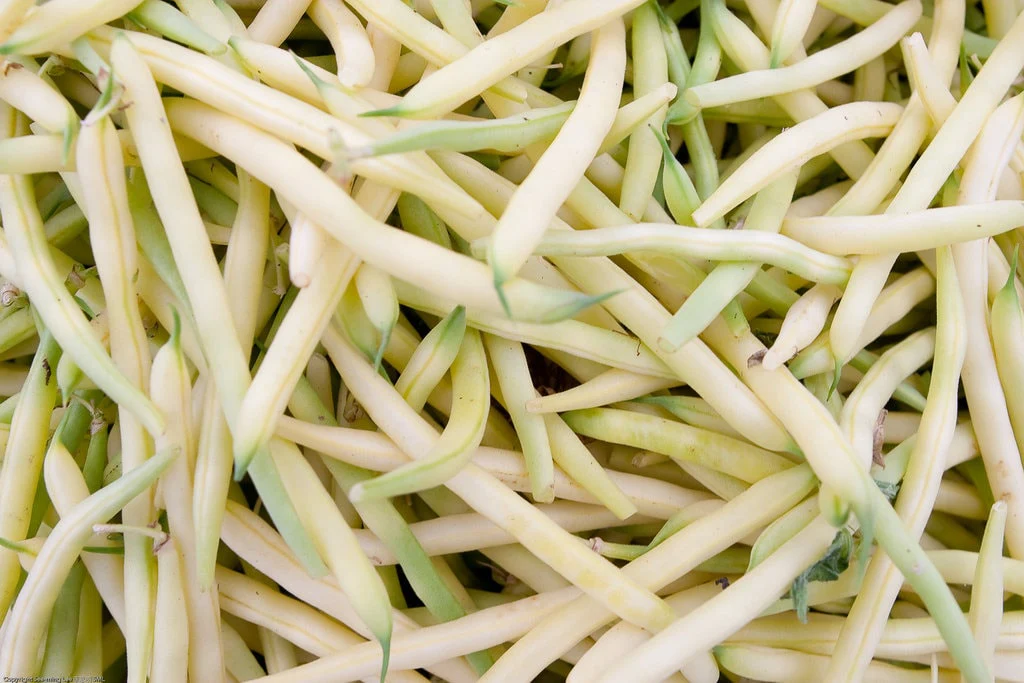 25 GOLDRUSH GREEN BEAN Bright Yellow Wax Bean Phaseolus Vulgaris Vegetable Seeds - Image 2