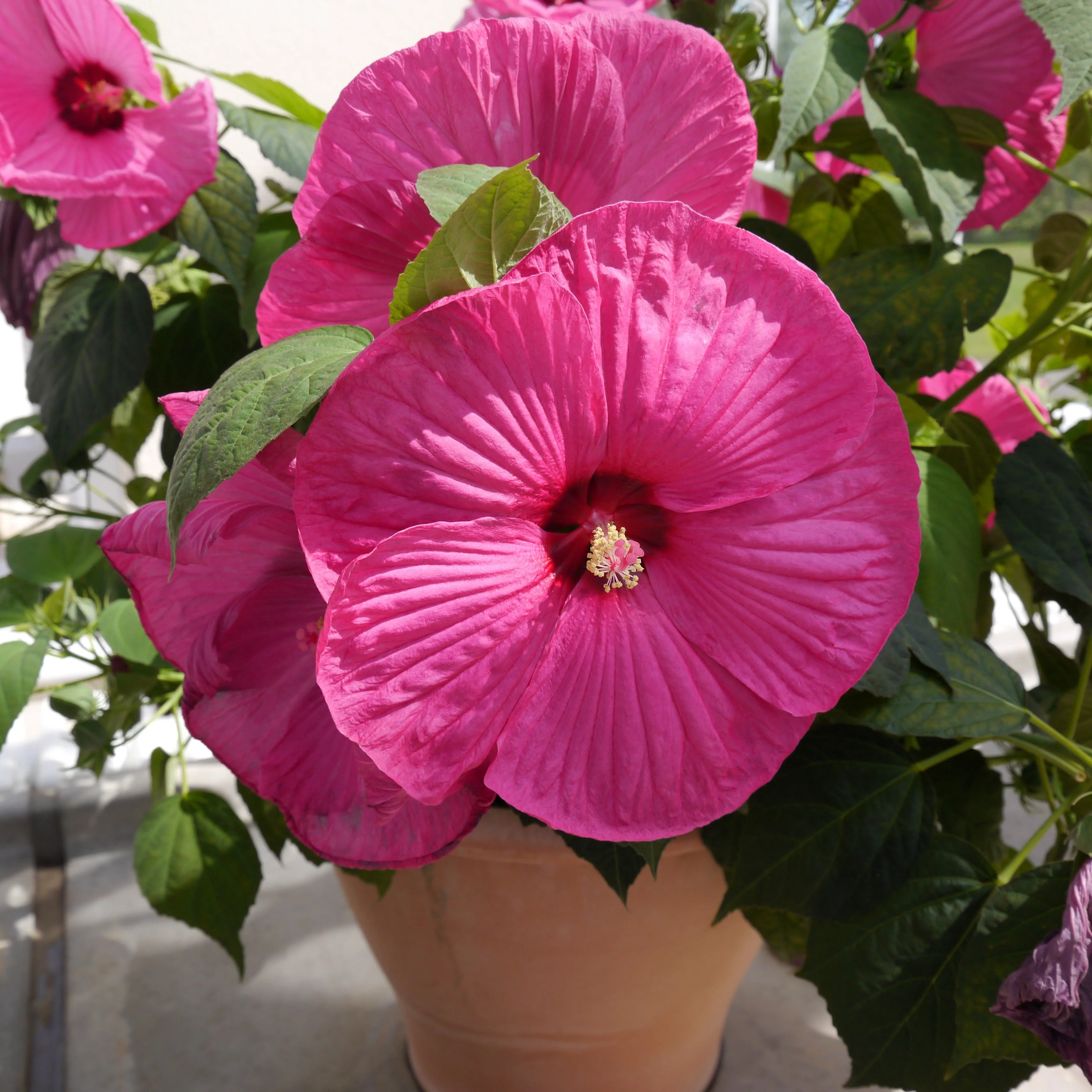 25 Grenache Vintage Hot PINK HARDY HIBISCUS Hibiscus Moscheutos Flower Seeds - Image 3