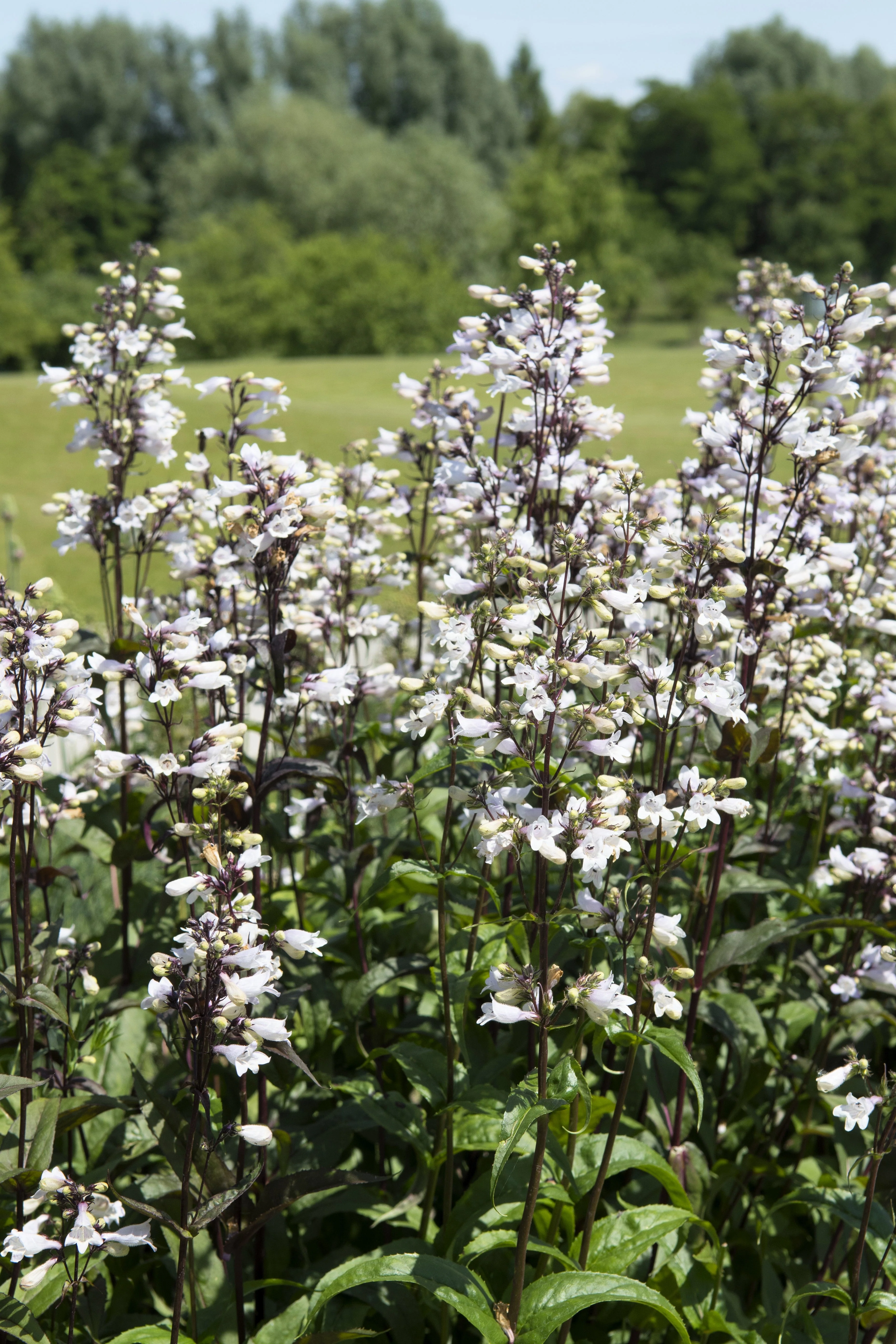 25 HUSKER RED PENSTEMON Digitalis Foxglove Beardtongue White Flower Seeds - Image 9