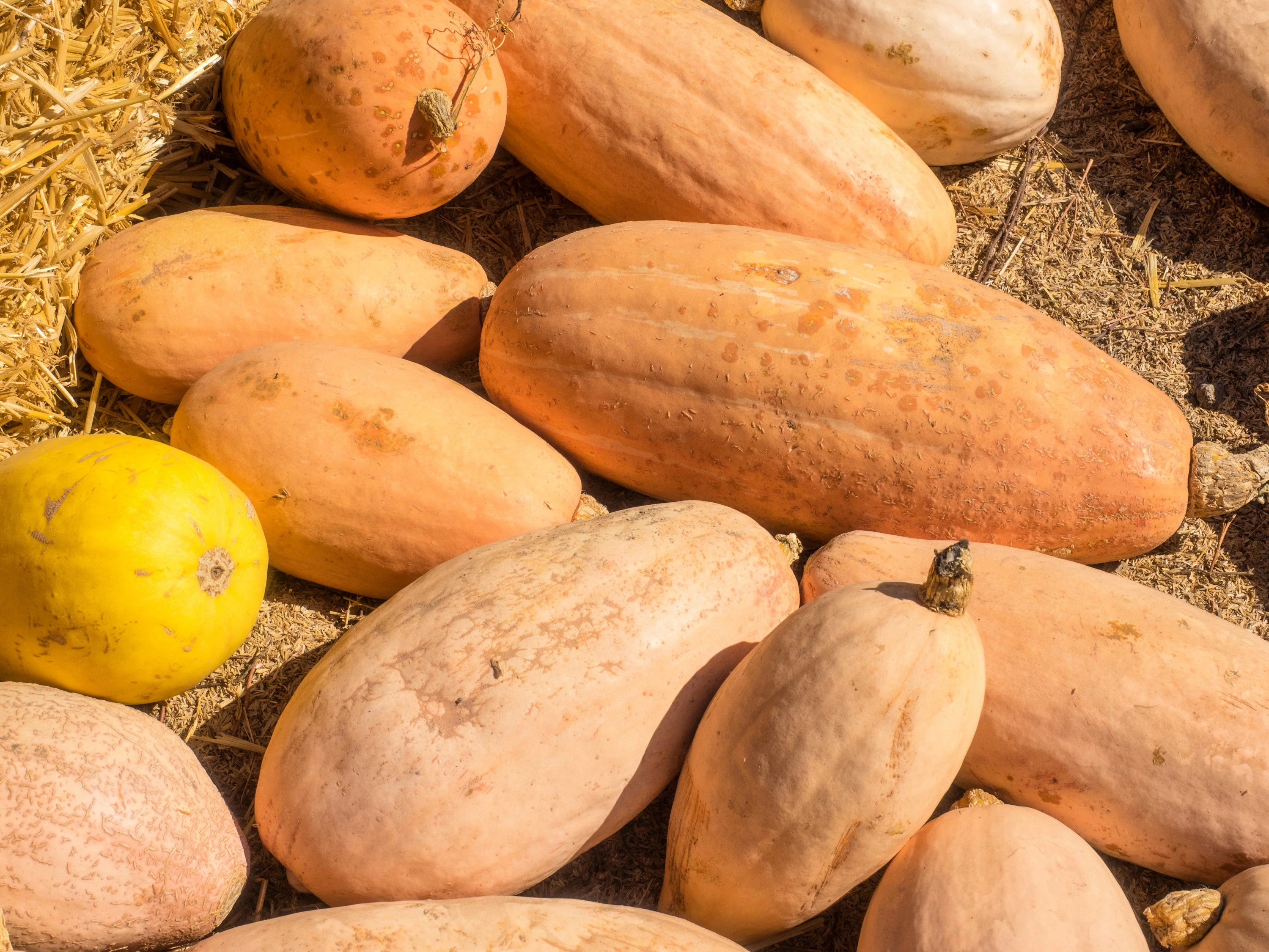 25 Jumbo PINK BANANA SQUASH Perilla Frutescens Heirloom Winter Vegetable Seeds - Image 10