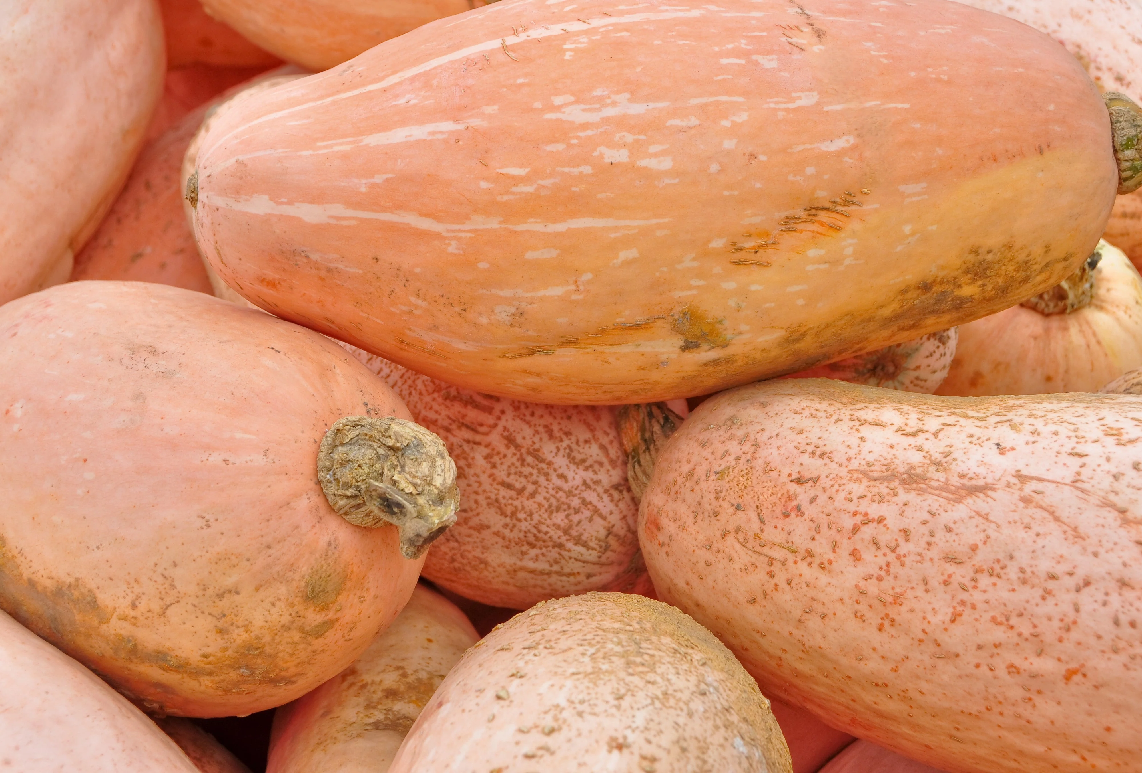 25 Jumbo PINK BANANA SQUASH Perilla Frutescens Heirloom Winter Vegetable Seeds - Image 2