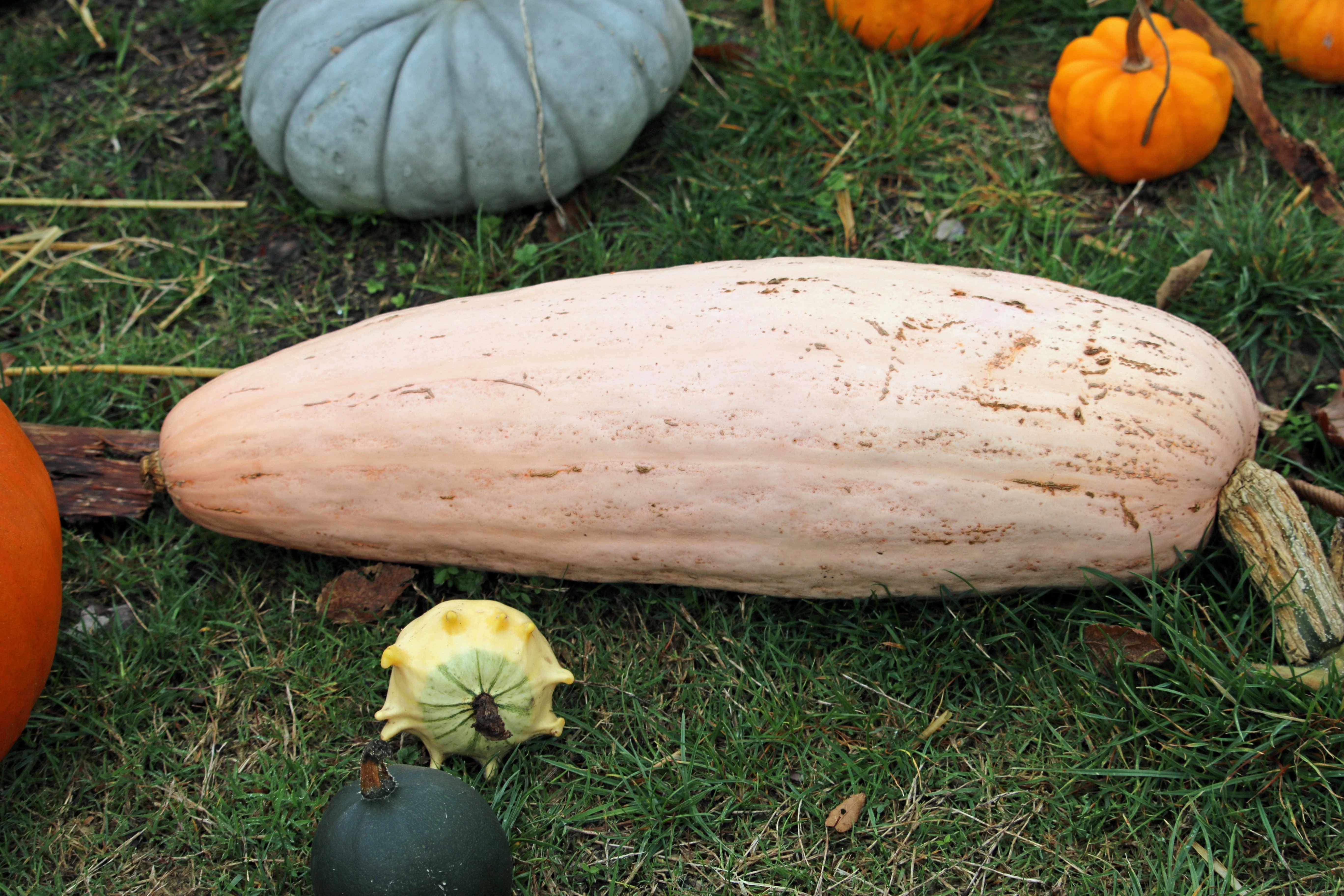 25 Jumbo PINK BANANA SQUASH Perilla Frutescens Heirloom Winter Vegetable Seeds - Image 5