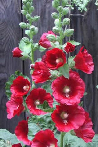 25 MAROON RED HOLLYHOCK Alcea Rosea Flower Seeds Perennial - Image 3