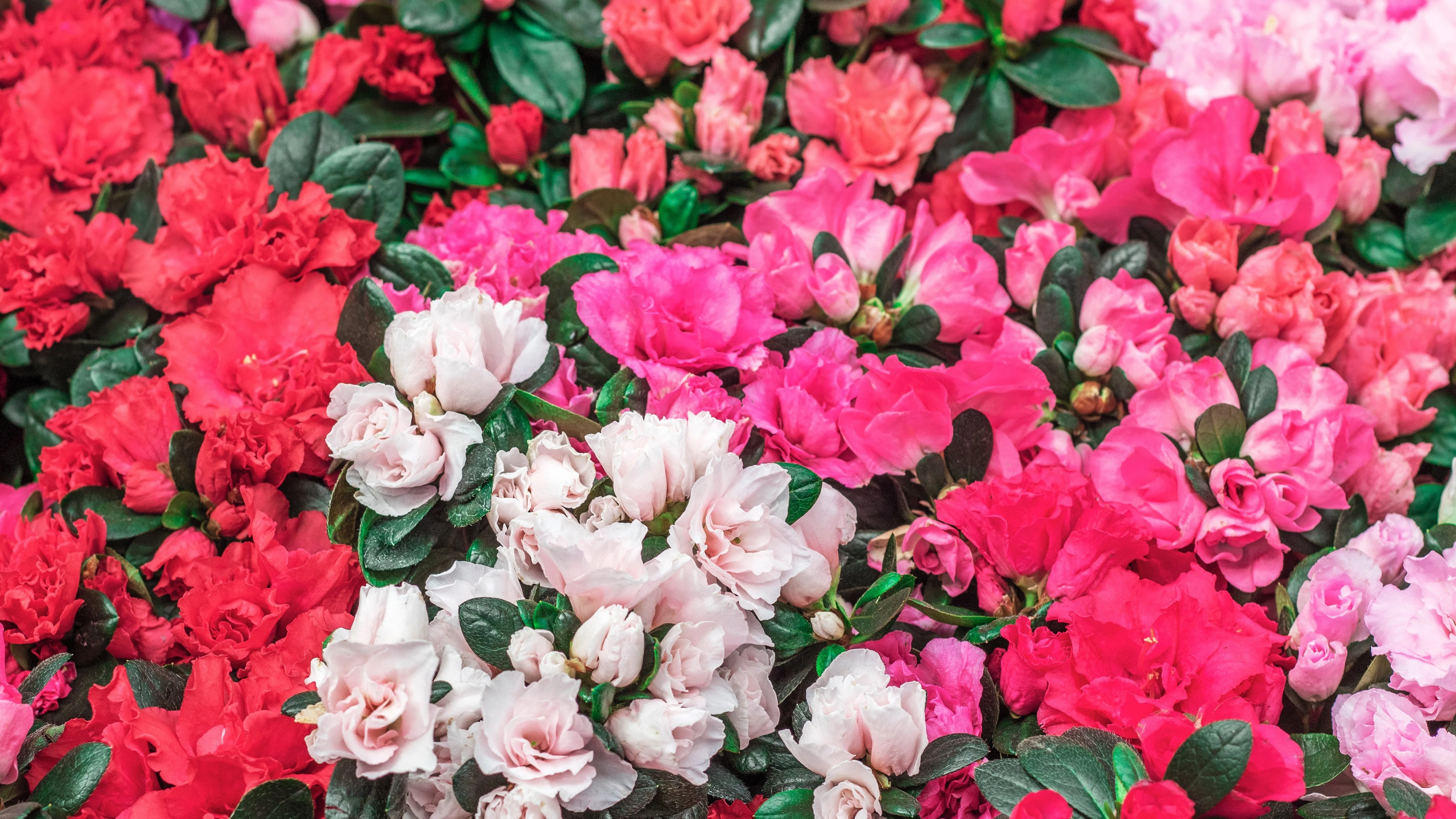 25 MIXED COLORS AZALEA Rhododendron spp. Red, Pink, Purple, White Flower Shade Bush Shrub Seeds - Image 11