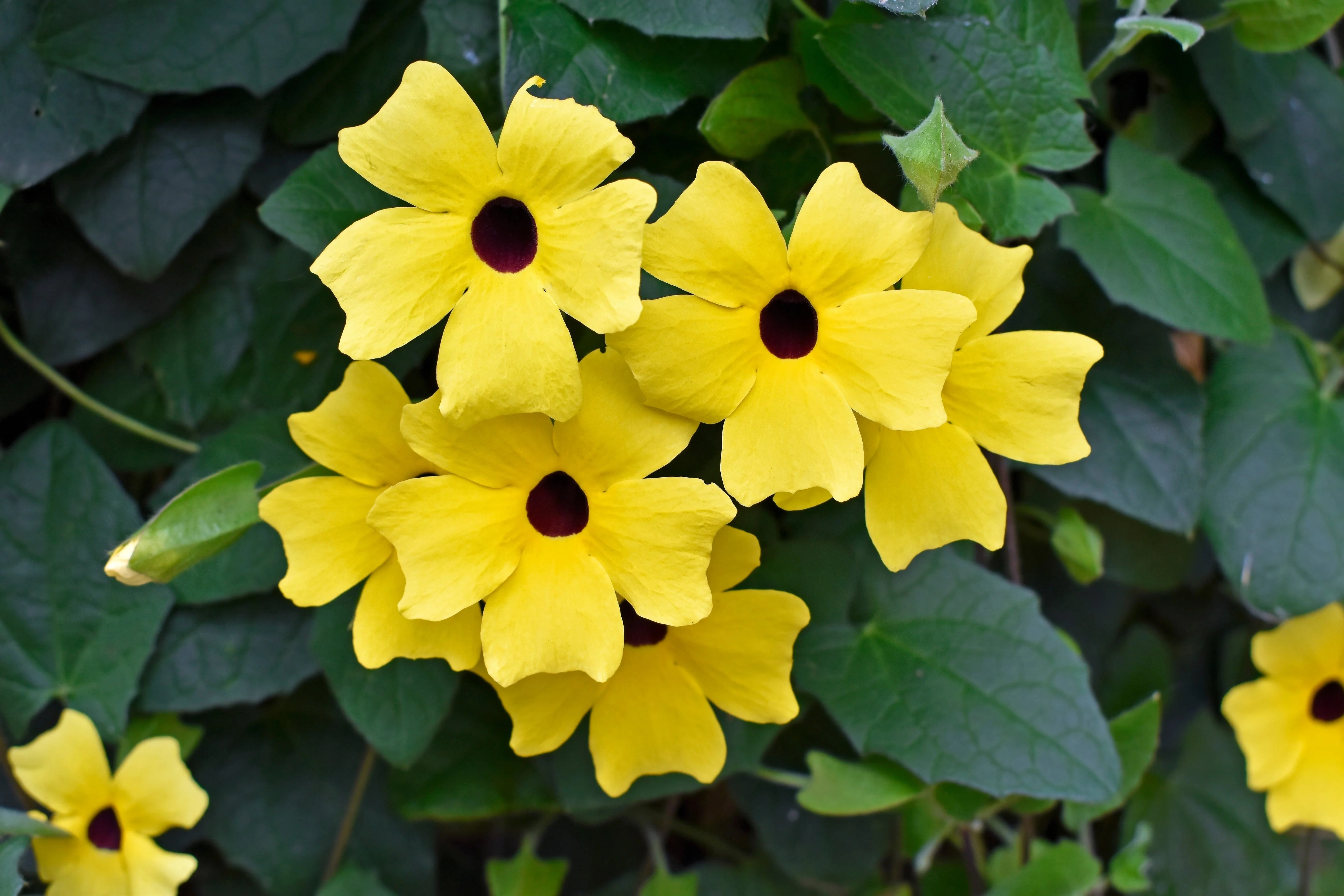 25 MIXED THUNBERGIA Alata VINE Black Eyed Susan Orange White Yellow Flower Seeds - Image 7