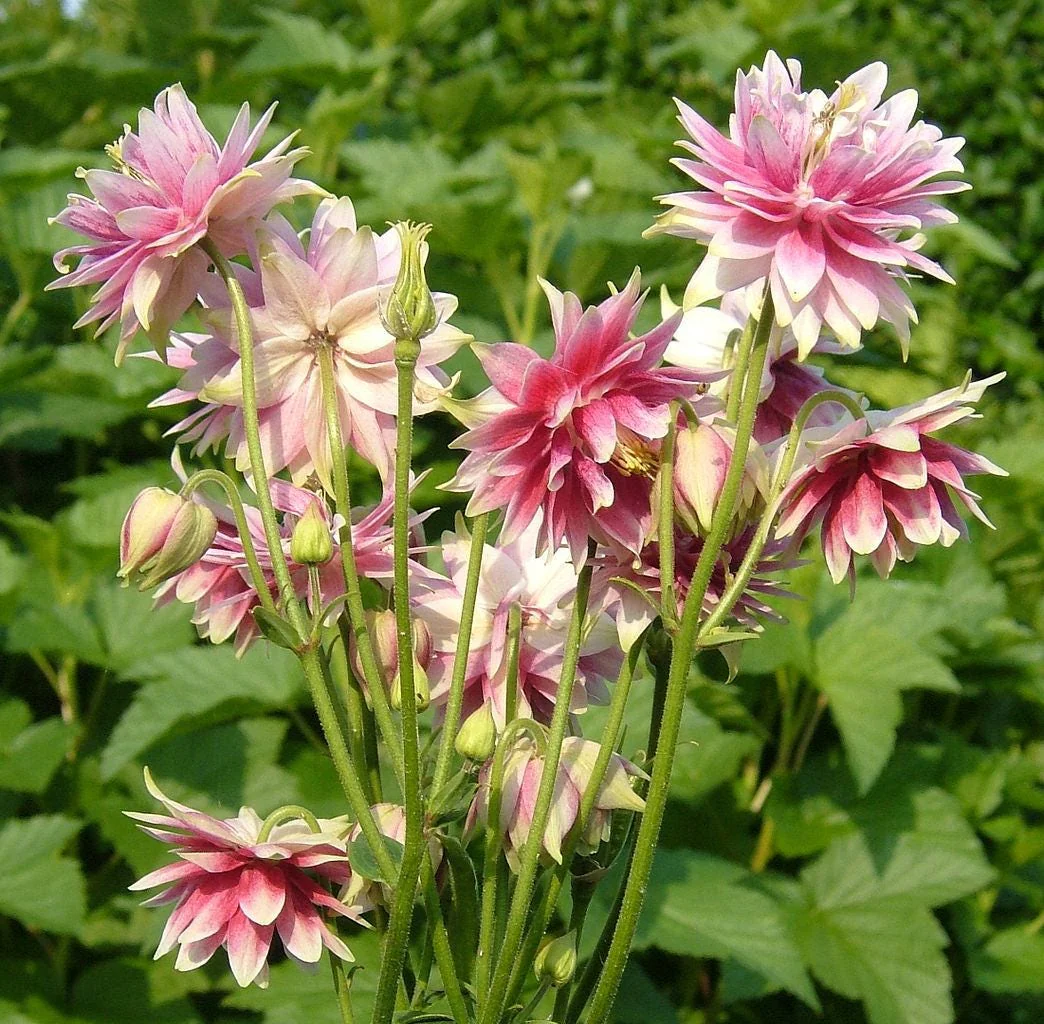 25 NORA BARLOW Pink COLUMBINE Aquilegia Caerulea Flower Seeds - Image 2