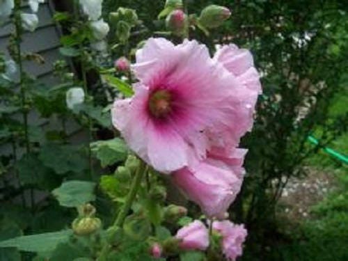 25 PALE PINK HOLLYHOCK Light Alcea Rosea Flower Seeds Perennial - Image 4