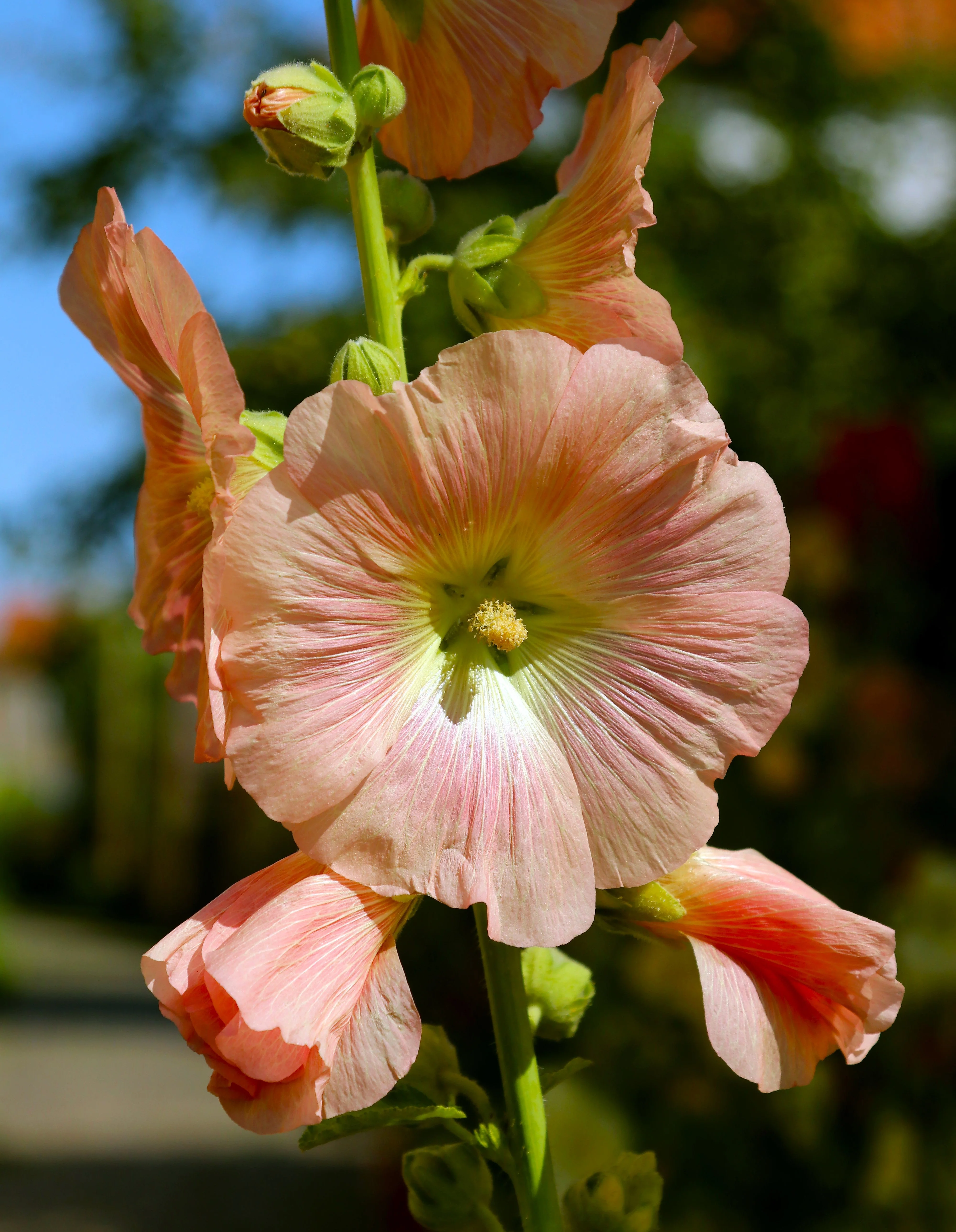 25 PEACH HOLLYHOCK Alcea Rosea Flower Seeds Perennial - Image 5