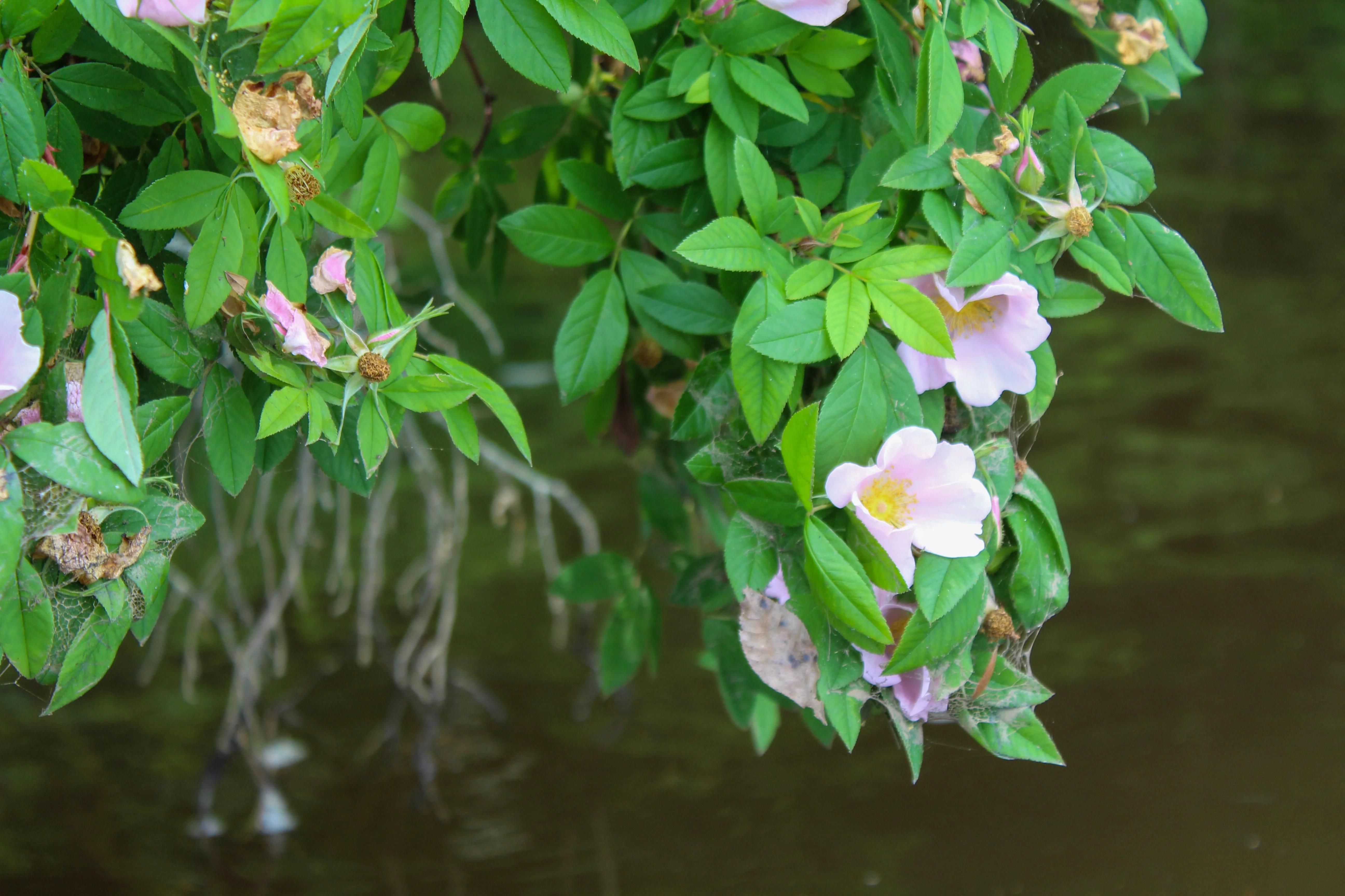 25 PINK SWAMP ROSE Rosa Palustris Flower Shrub Bush ( Average - Wet Soil ) Seeds - Image 3