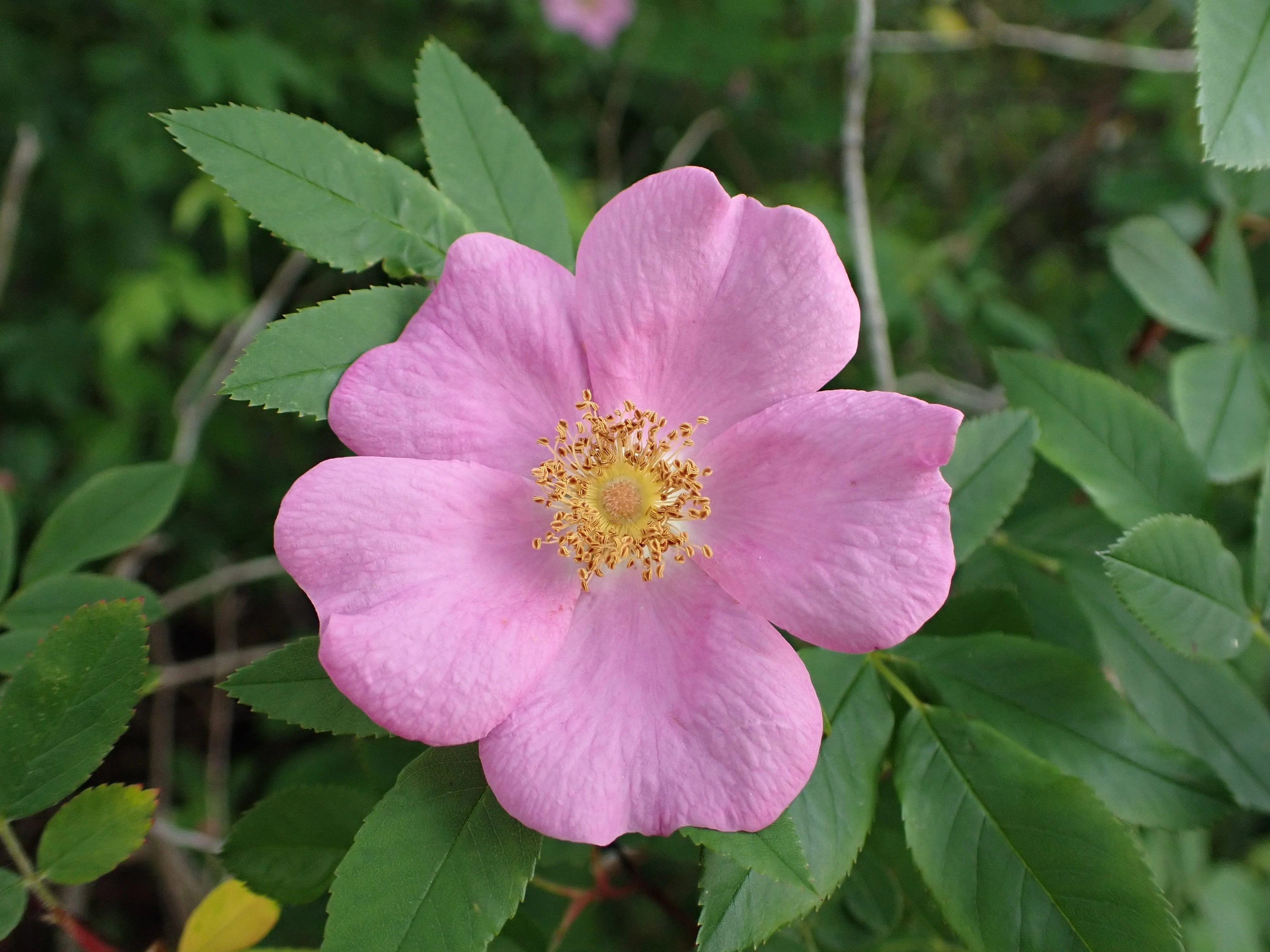 25 PINK SWAMP ROSE Rosa Palustris Flower Shrub Bush ( Average - Wet Soil ) Seeds - Image 4