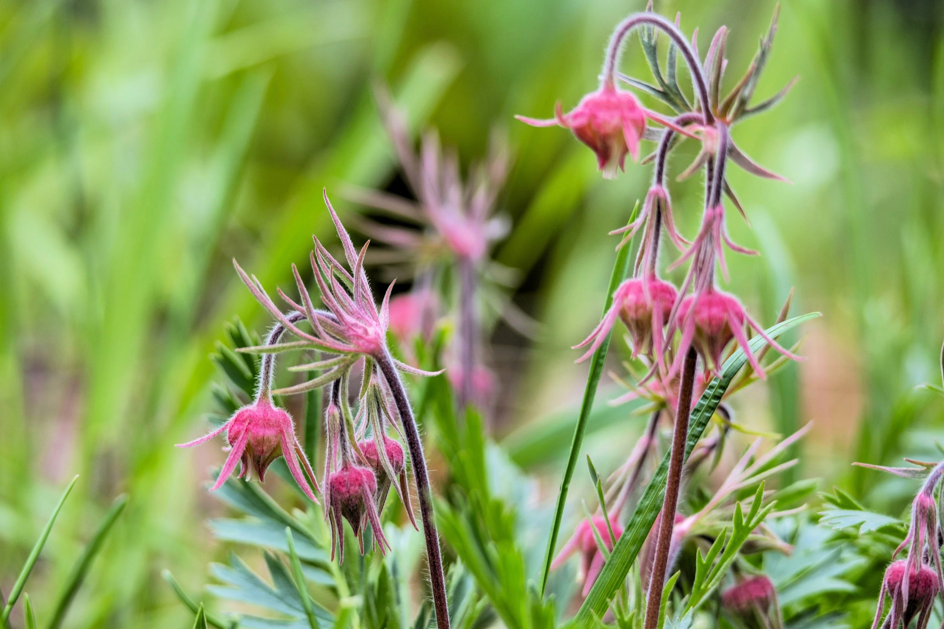 25 PRAIRIE SMOKE Geum Triflorum Purple Prairie Avens Pink Flower Seeds - Image 11