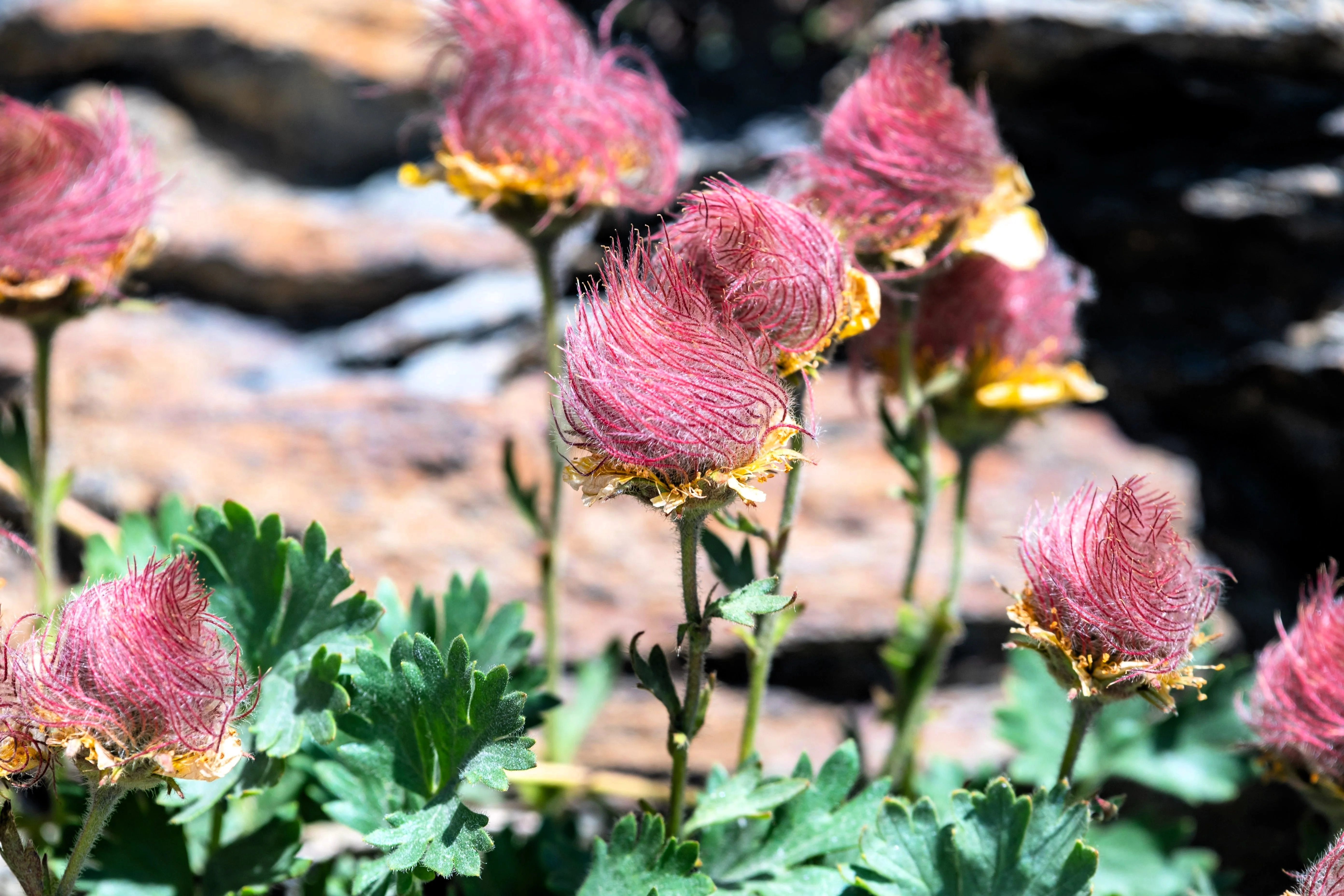 25 PRAIRIE SMOKE Geum Triflorum Purple Prairie Avens Pink Flower Seeds - Image 3