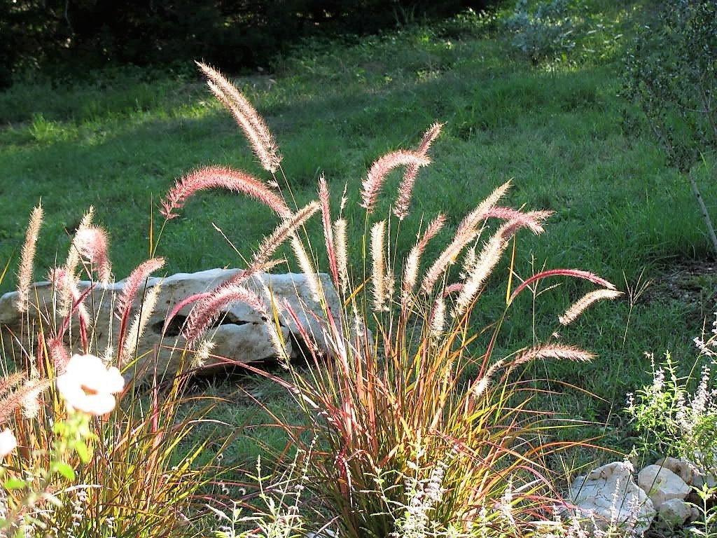 25 PURPLE FOUNTAIN GRASS Ornamental Pennisetum Setaceum Dark Burgundy Flower Seeds - Image 7