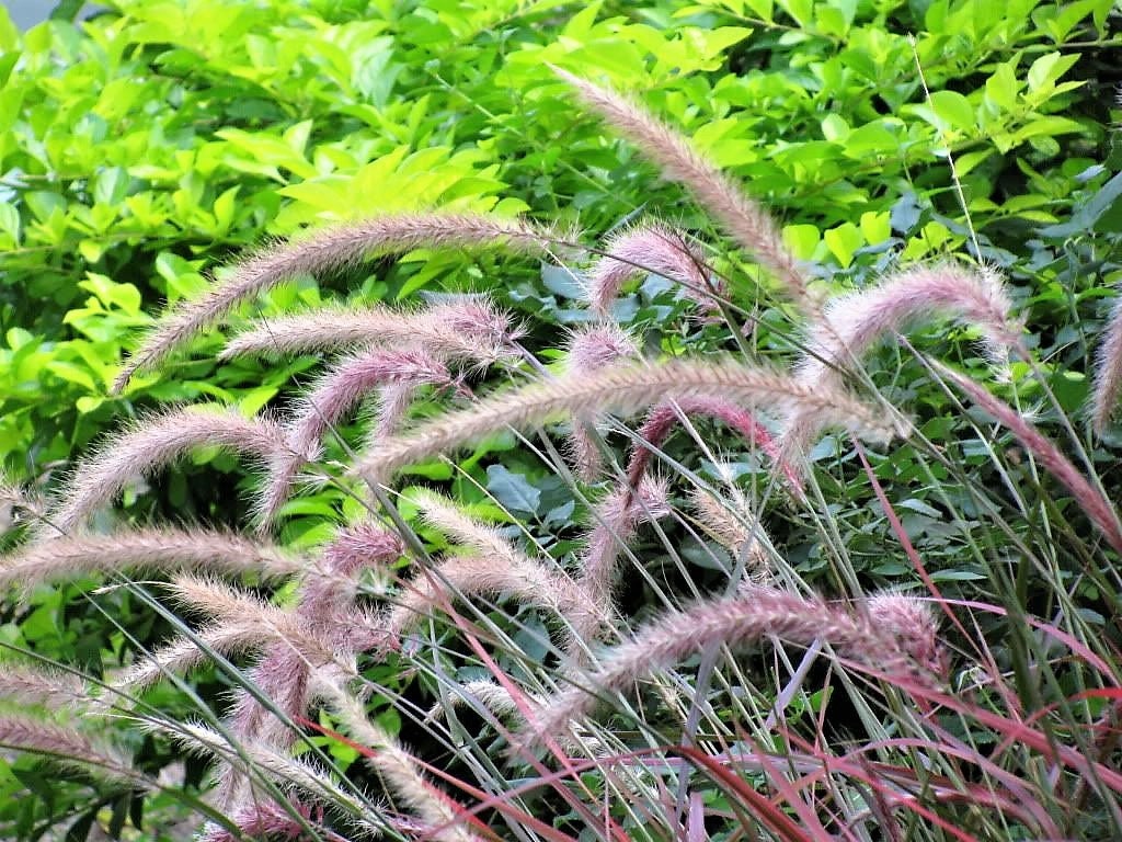 25 PURPLE FOUNTAIN GRASS Ornamental Pennisetum Setaceum Dark Burgundy Flower Seeds - Image 8