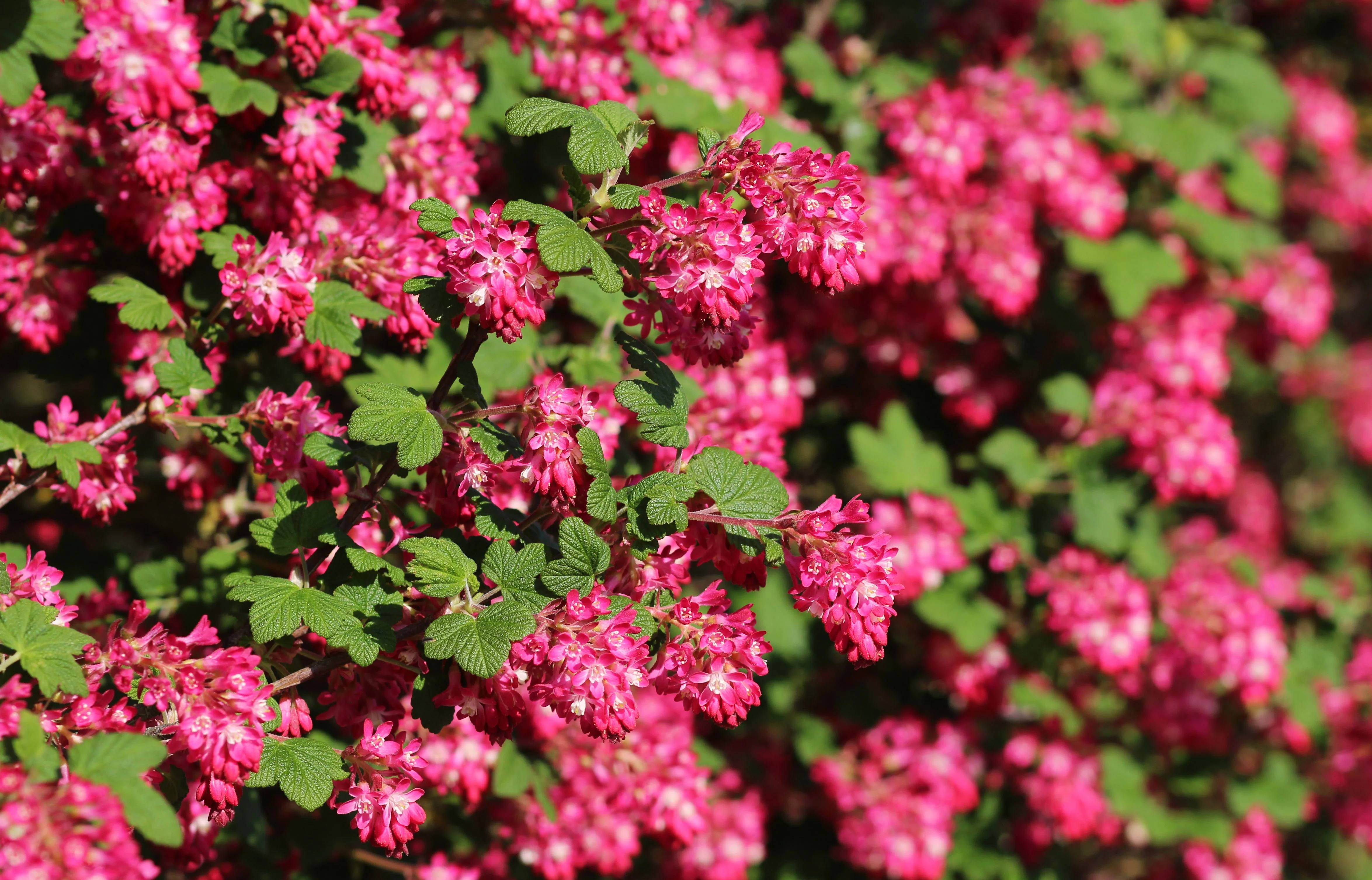 25 RED FLOWERING CURRANT Ribes Sanguineum aka Blood Currant Edible Fruit Blue Black Berries Shrub Seeds - Image 11