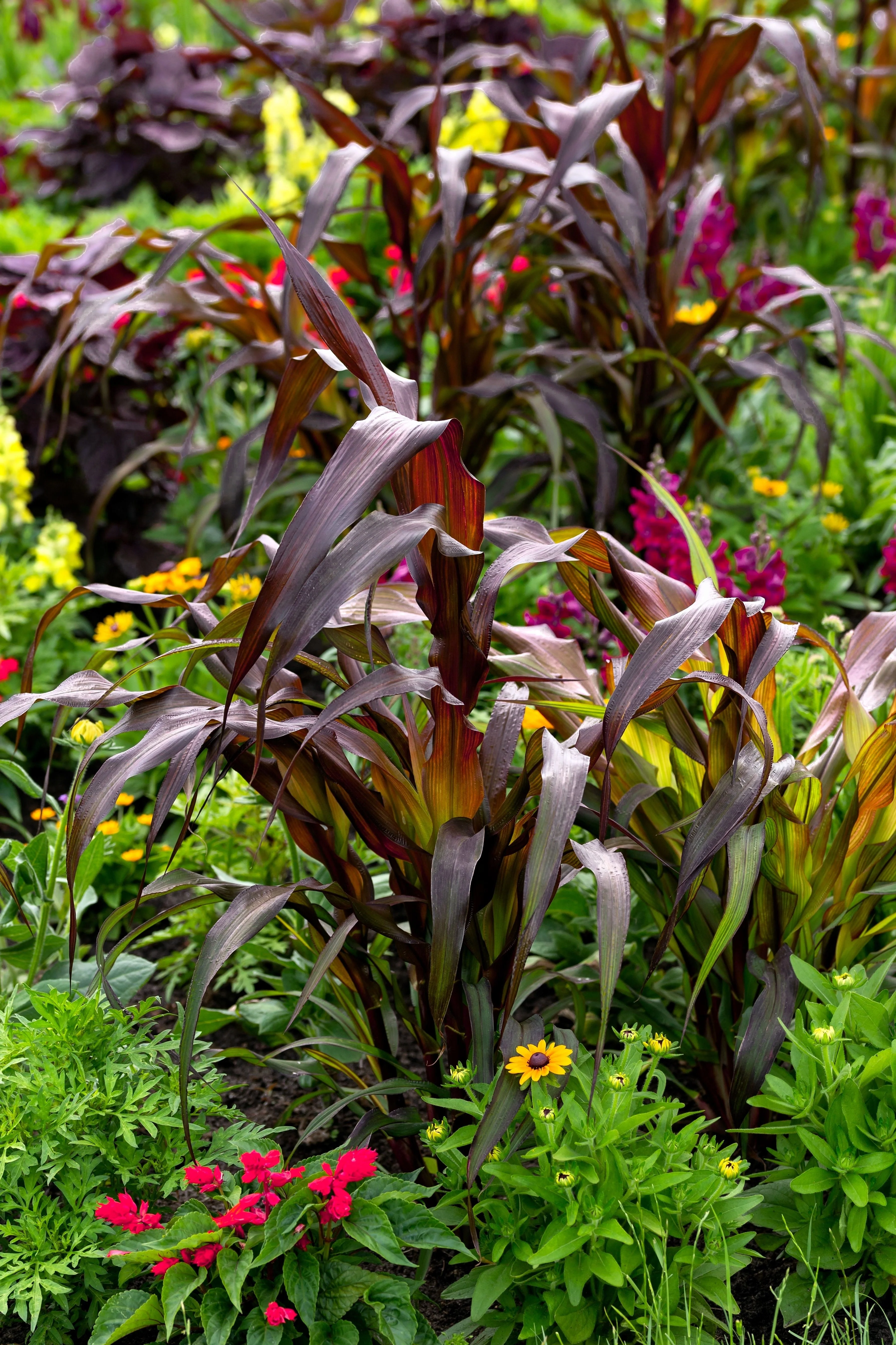25 RED JEWEL MILLET Setaria Italica Ornamental Grass Flower Seeds - Image 4