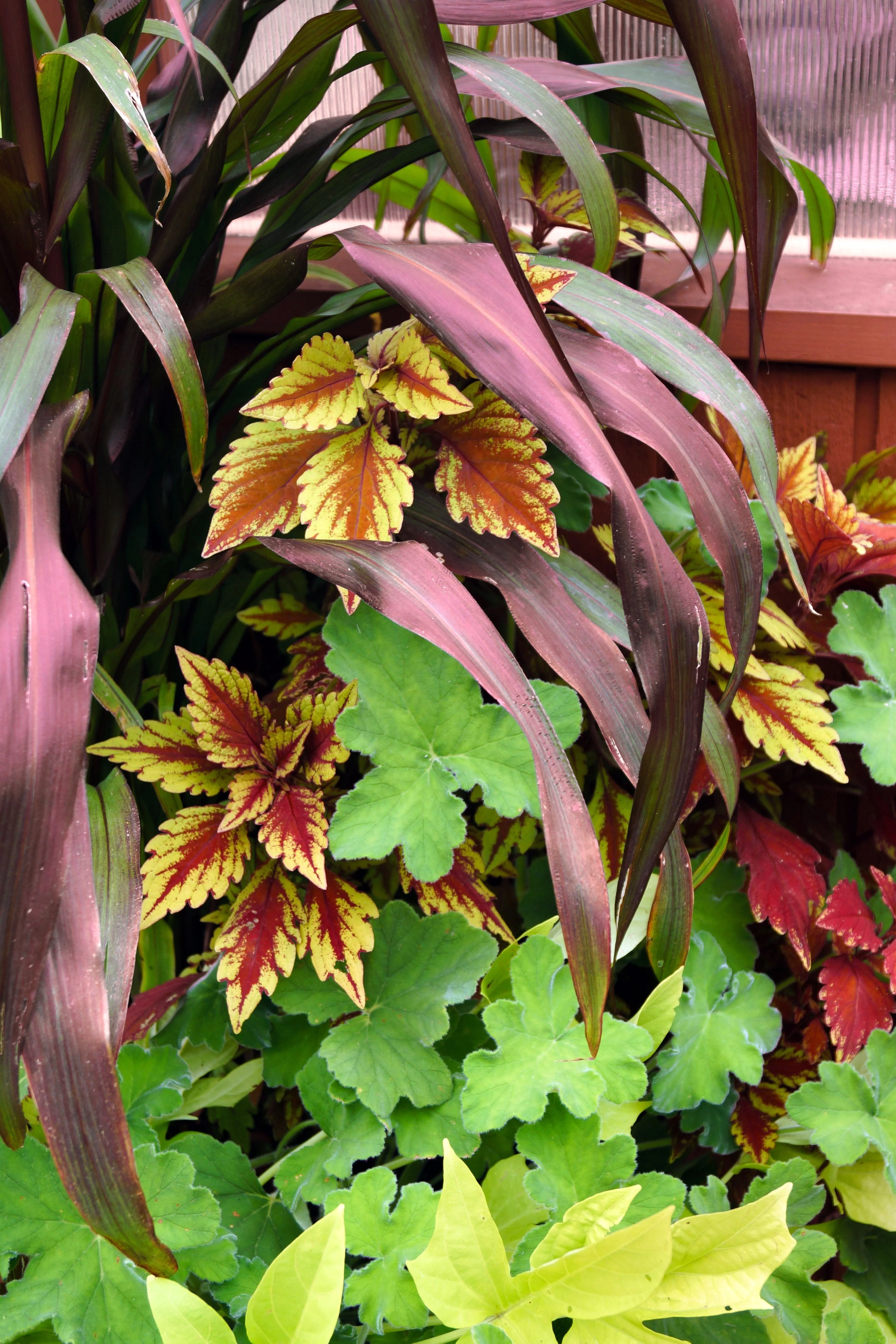 25 RED JEWEL MILLET Setaria Italica Ornamental Grass Flower Seeds - Image 5