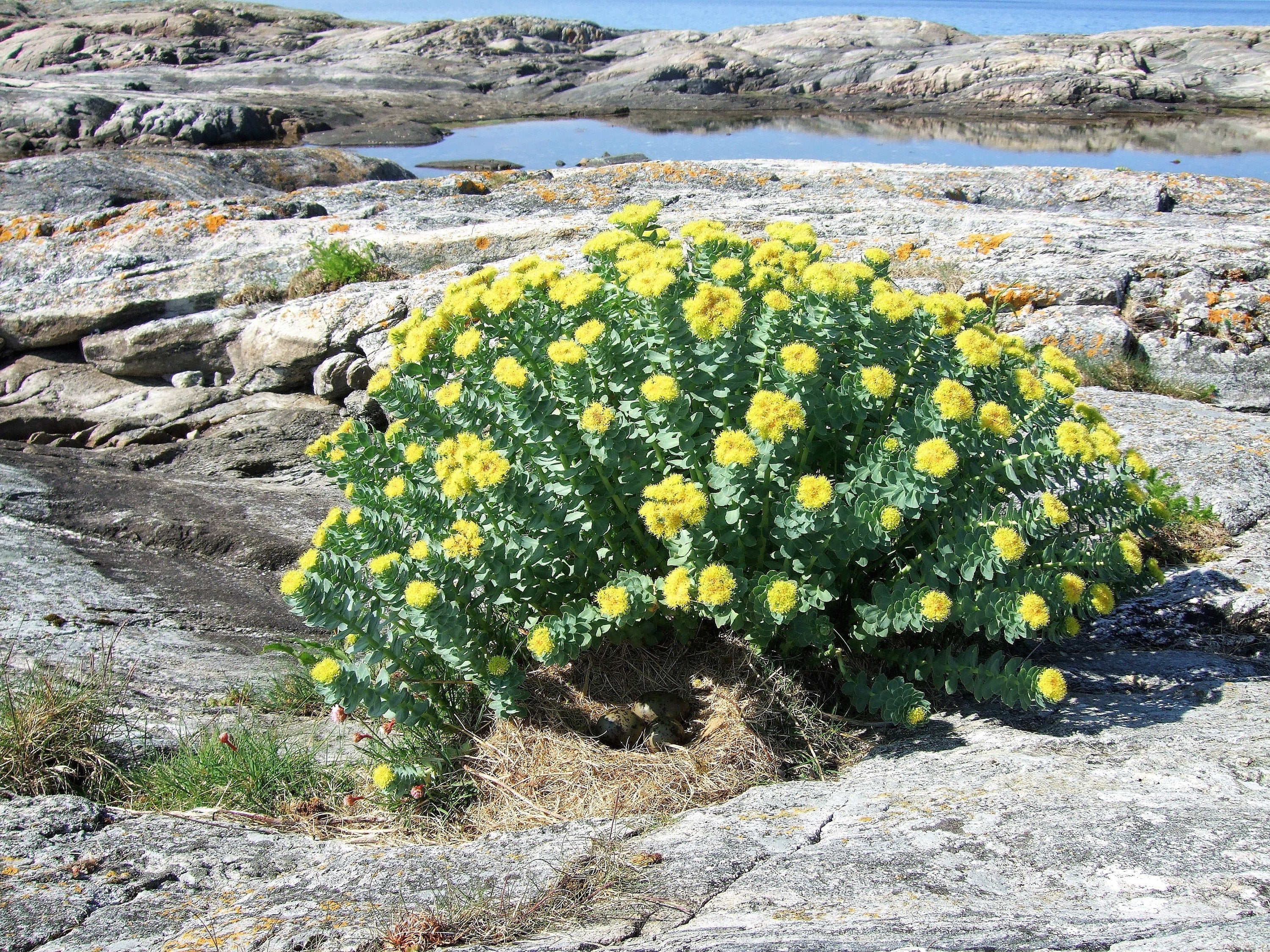 25 ROSEROOT STONECROP Golden Rose Root Sedum Rhodiola Rosea Yellow Succulent Flower Seeds - Image 5