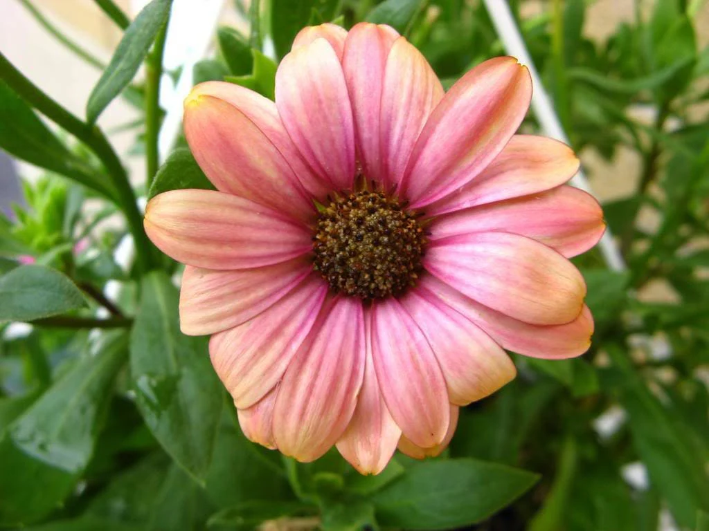 25 SALMON AFRICAN DAISY Dimorphotheca Sinuata Apricot Flower Seeds - Image 2