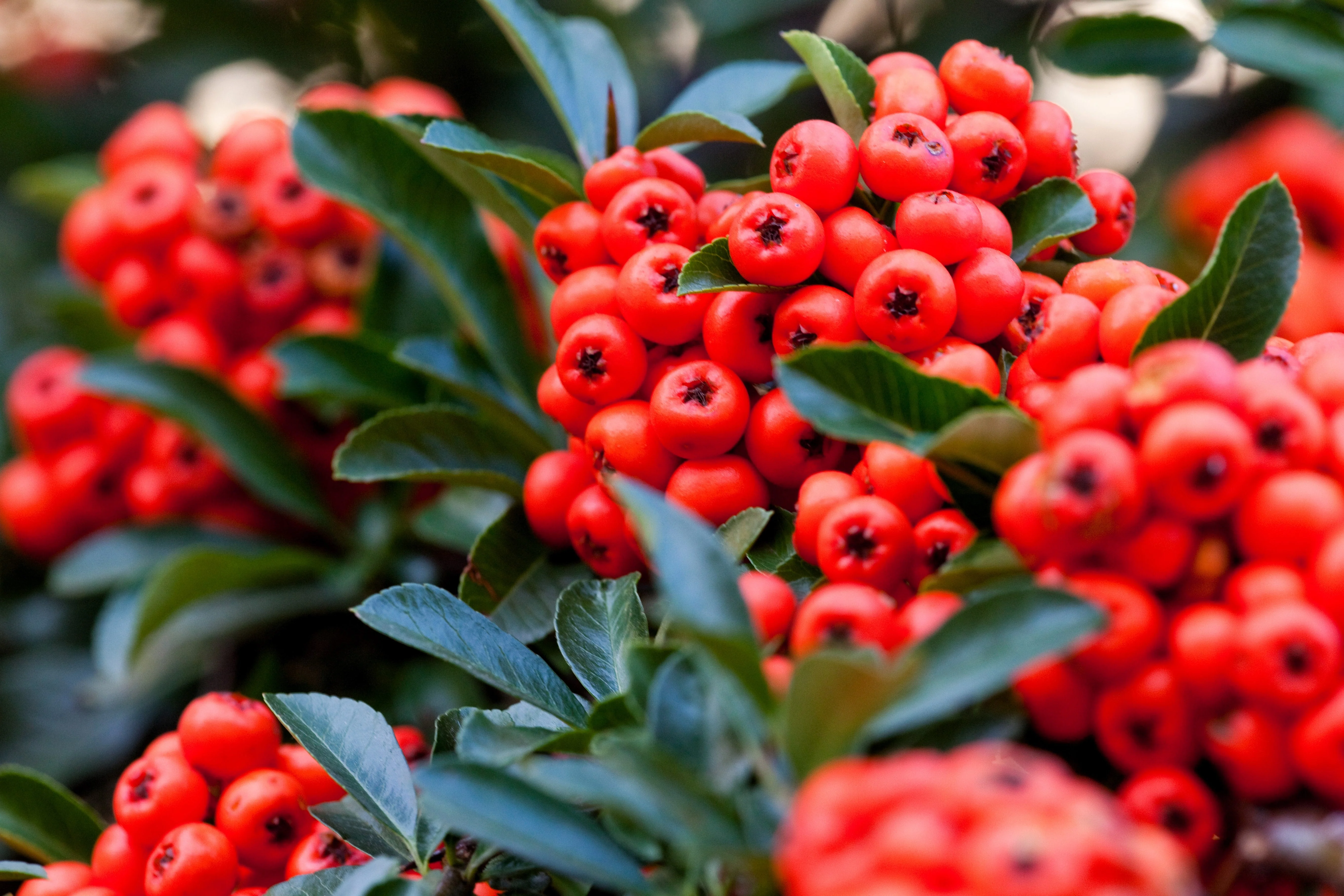 25 SCARLET FIRETHORN Pyracantha Coccinea Bush Shrub Flower Seeds - Image 3
