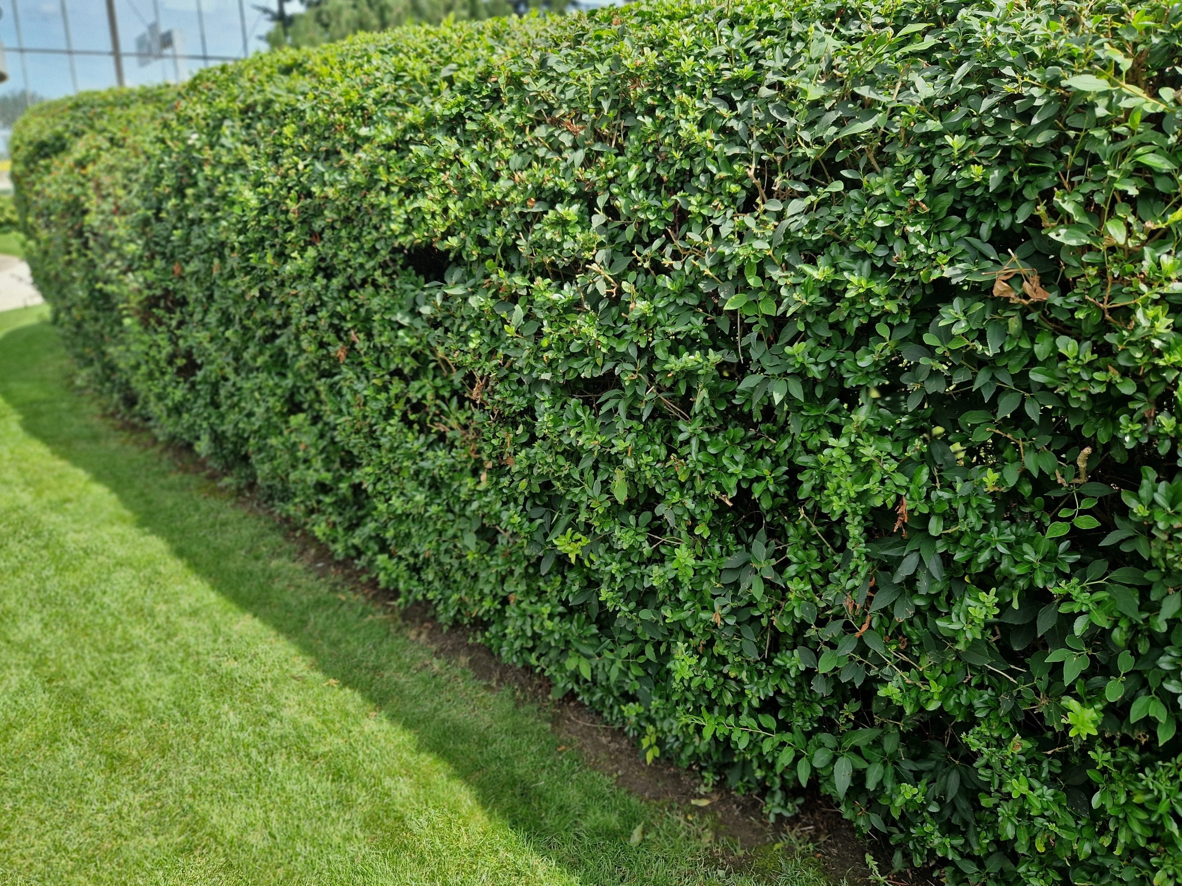 25 SCARLET FIRETHORN Pyracantha Coccinea Bush Shrub Flower Seeds - Image 5