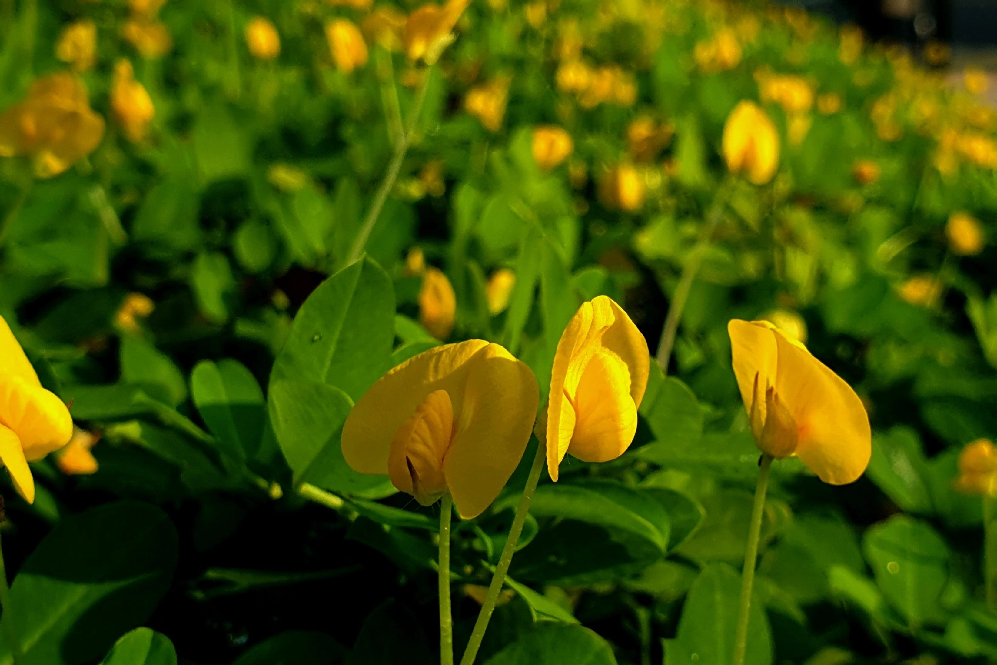 25 Seeds BAILEY II Virginia PEANUT Arachis Hypogaea Perennial Nut Plant - Image 4