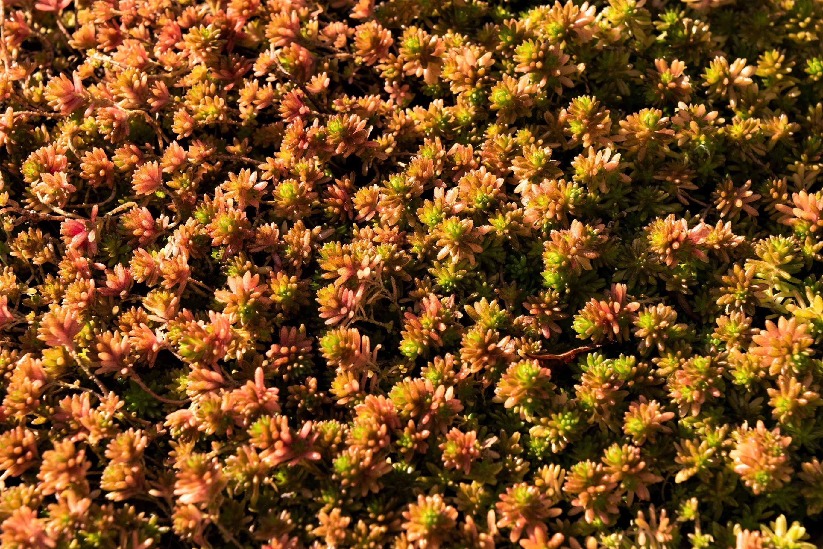 25 Spanish STONECROP / SEDUM HISPANICUM Groundcover Flower Seeds - Image 2