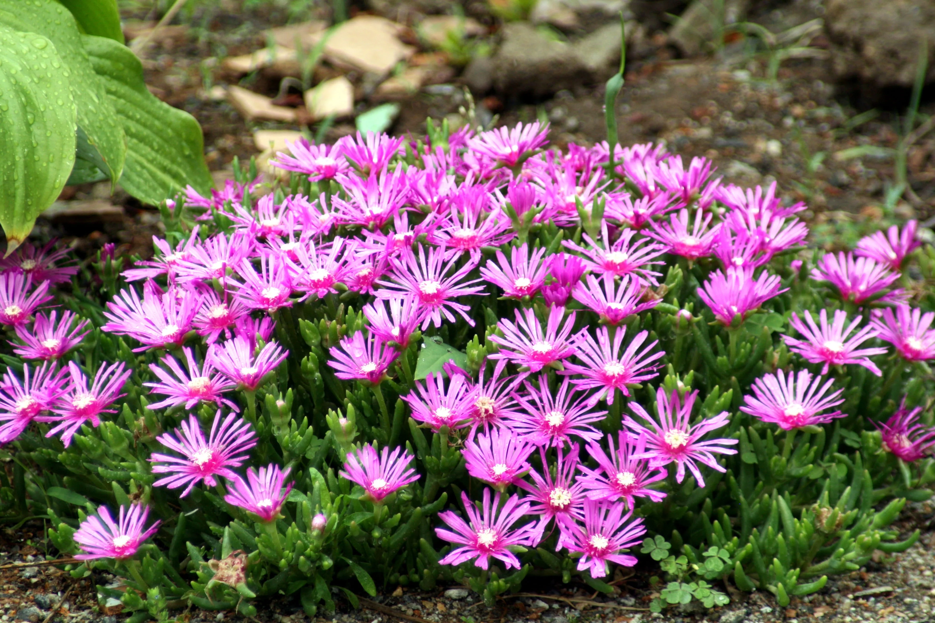 25 STARDUST ICE PLANT Mesembryanthemum Delosperma Floribunda Perennial Purple & White Flower Seeds - Image 9
