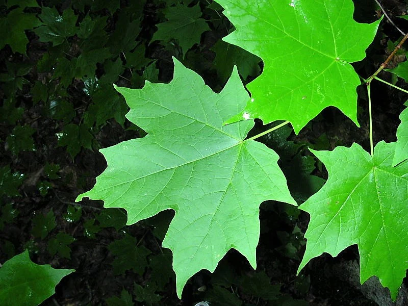 25 SUGAR MAPLE Syrup TREE Native Rock Fall Color Acer Saccharum Seeds - Image 10