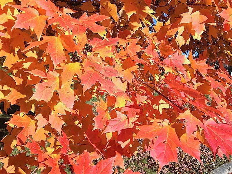25 SUGAR MAPLE Syrup TREE Native Rock Fall Color Acer Saccharum Seeds - Image 3