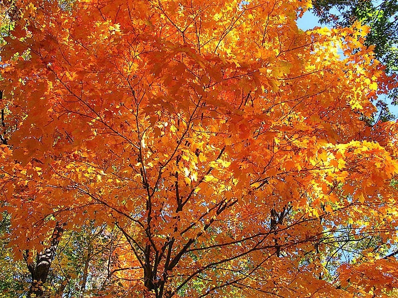 25 SUGAR MAPLE Syrup TREE Native Rock Fall Color Acer Saccharum Seeds - Image 9