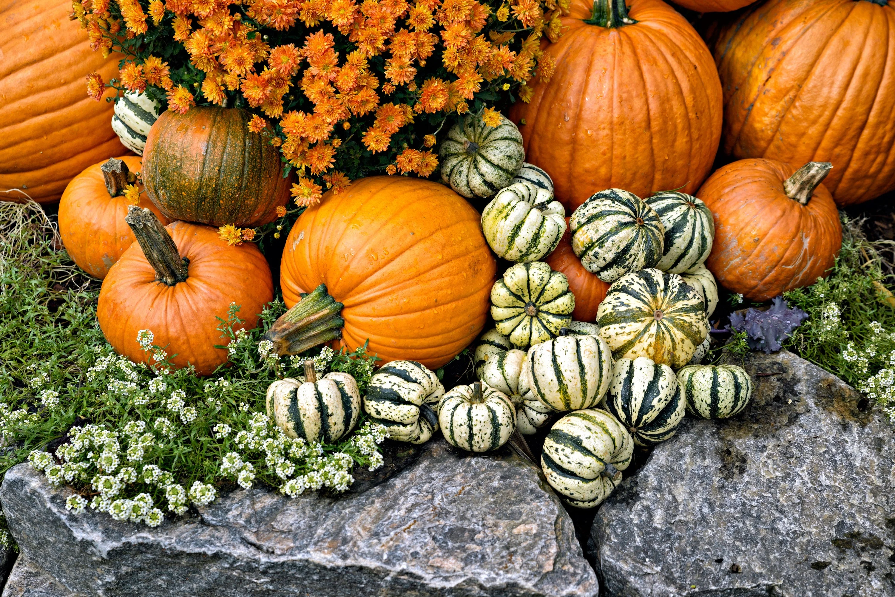 25 SWEET DUMPLING SQUASH Orange Winter Delicata Cucurbita Maxima Vegetable Seeds - Image 6