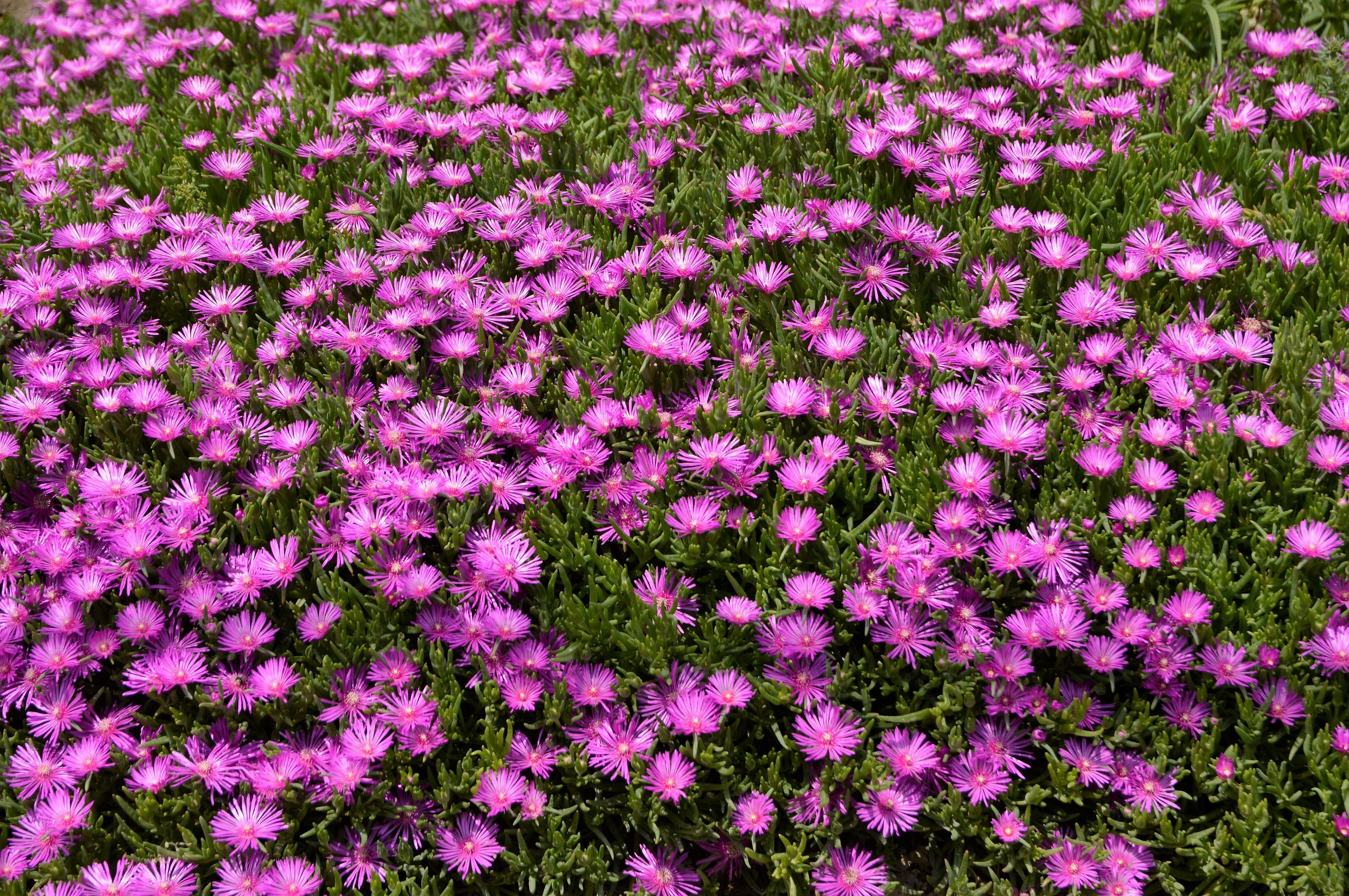 25 Table Mountain ICE PLANT Magenta Fuchsia Delosperma Cooperi Hardy Pink Carpet Flower Seeds - Image 2