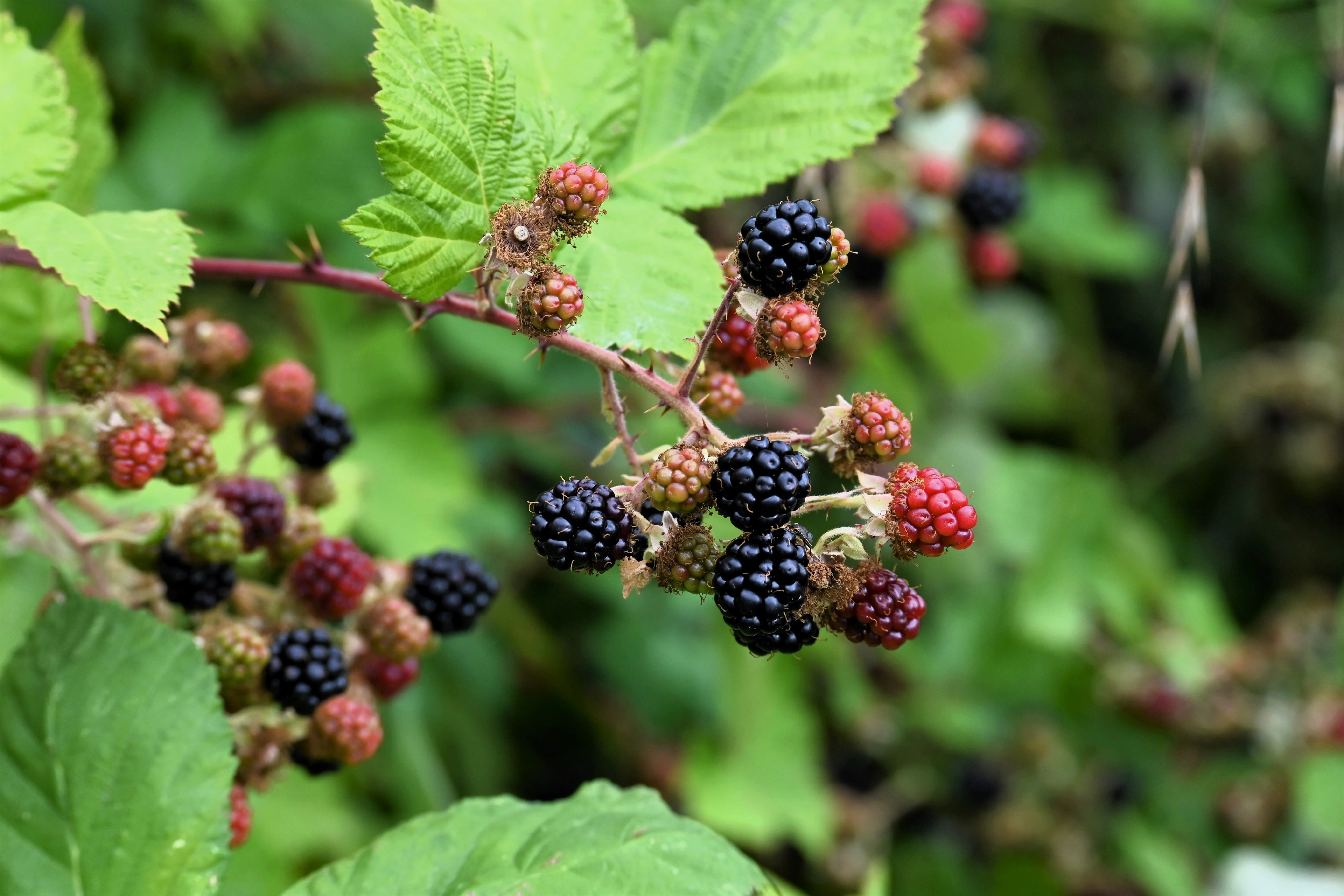 25 TRAILING BLACKBERRY Pacific Rubus Ursinus Vining Shrub Fruit Berry Seeds - Image 3