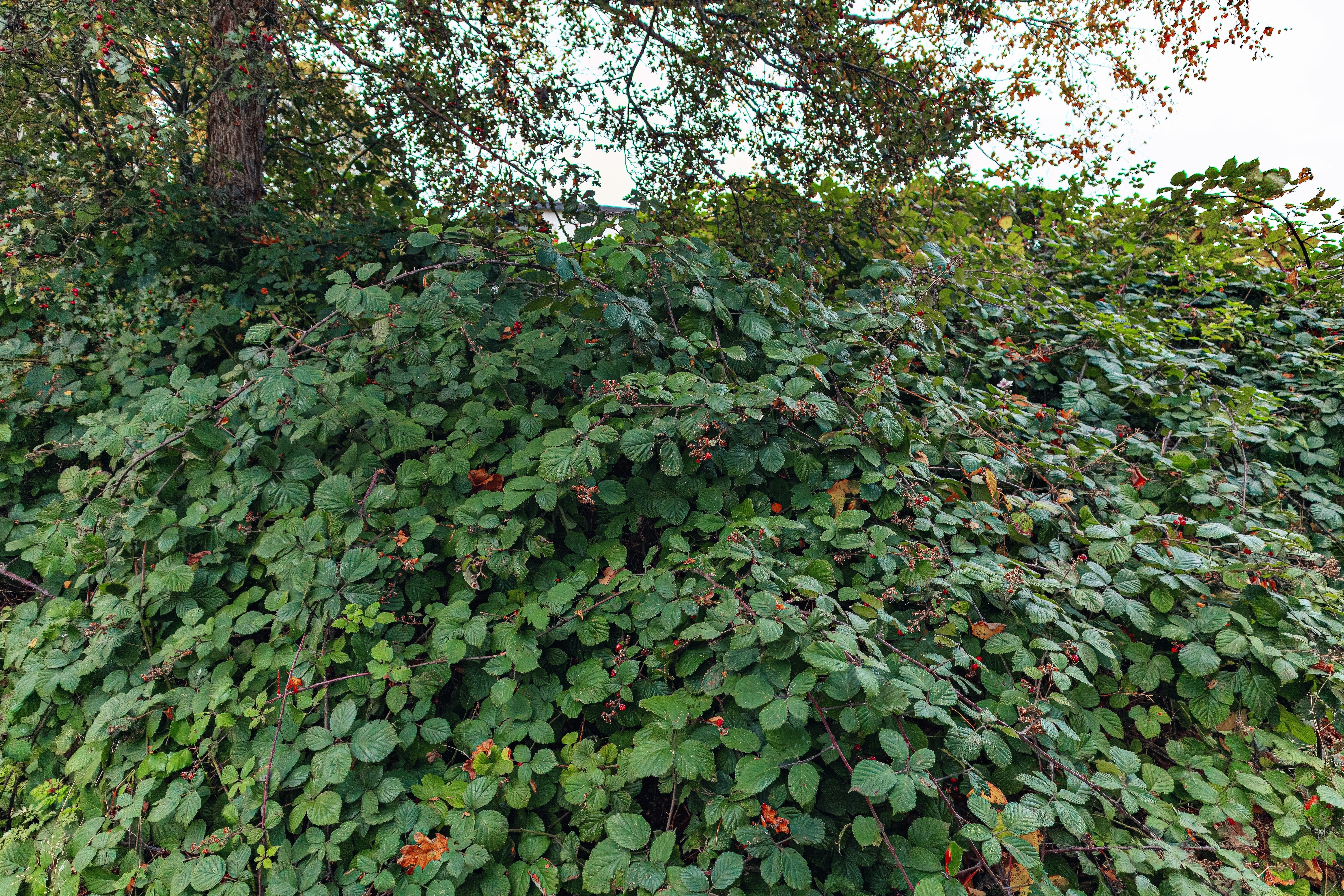 25 TRAILING BLACKBERRY Pacific Rubus Ursinus Vining Shrub Fruit Berry Seeds - Image 6