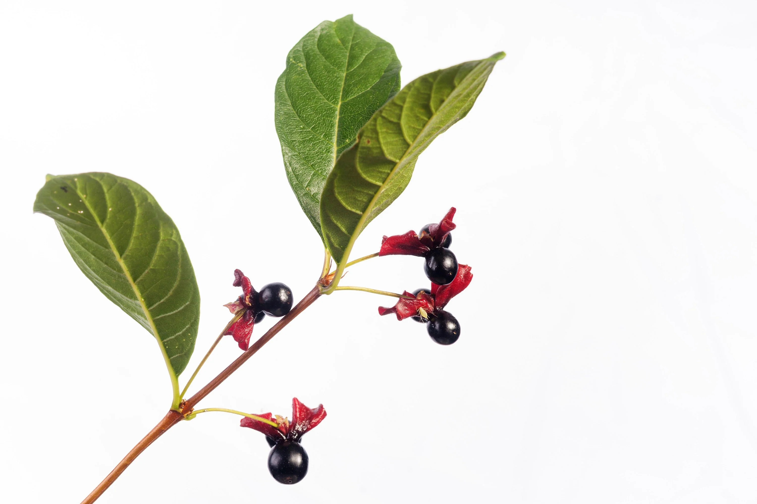 25 TWINBERRY HONEYSUCKLE Lonicera Involucrata California Bearberry Black Twin Berry Endangered Native Sun or Shade Shrub Yellow Red Hummingbird Flower Seeds - Image 8