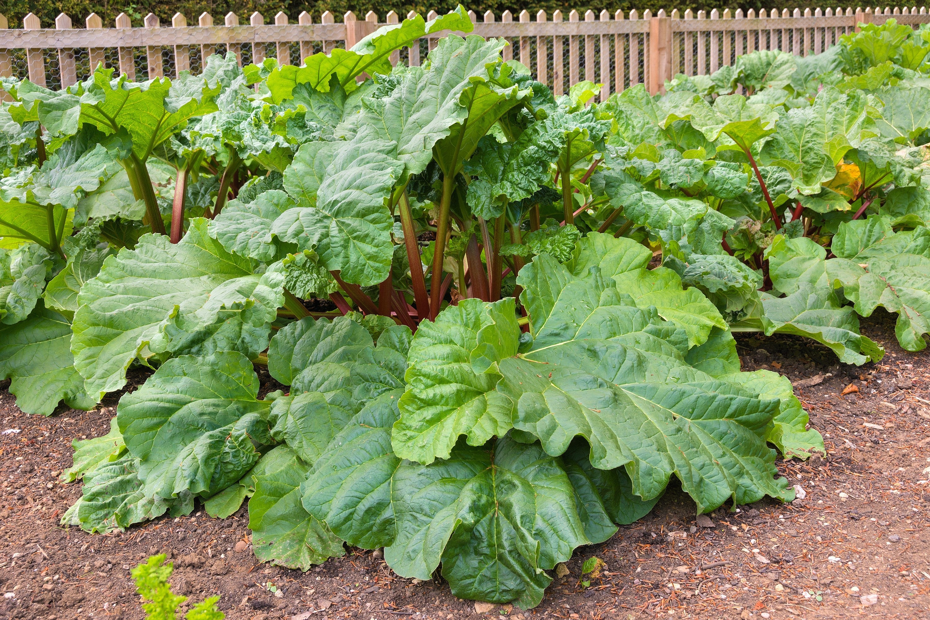 25 VICTORIA RHUBARB aka Pieplant Rheum Rhabarbarum Perennial Fruit Vegetable Seeds - Image 5