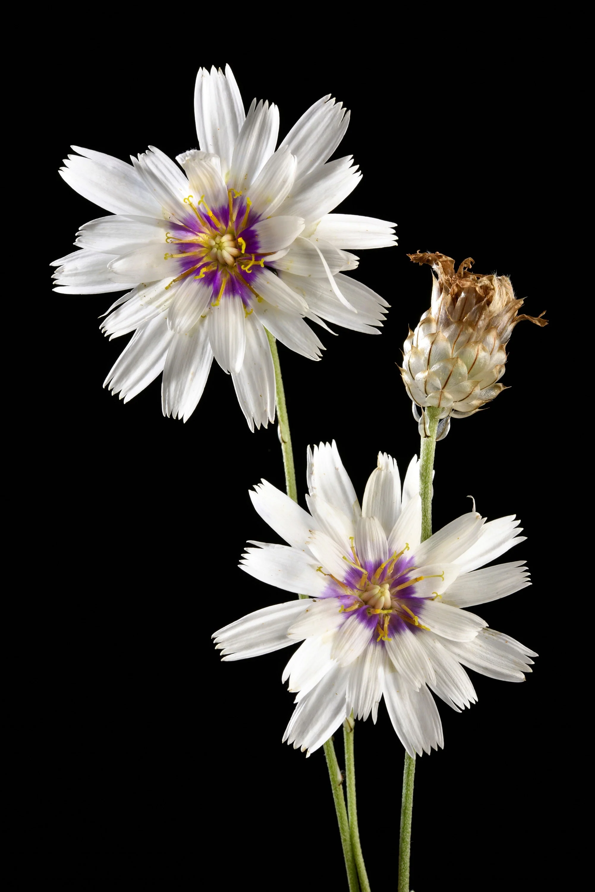 25 WHITE CUPID'S DART Love Plant Catananche Caerulea Flower Seeds - Image 5