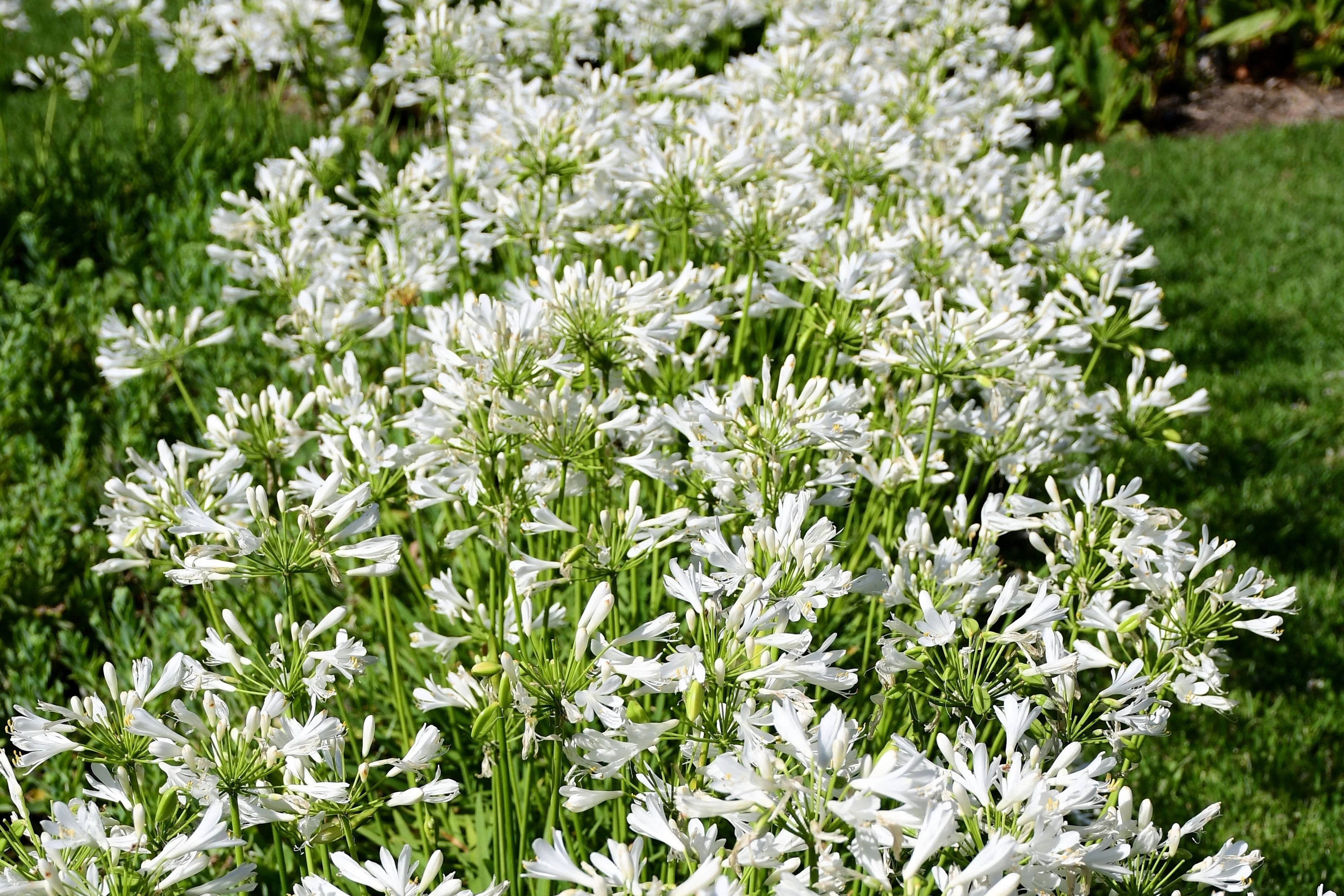 25 WHITE LILY of the NILE Agapanthus Orientalis African Lily Flower Seeds - Image 14